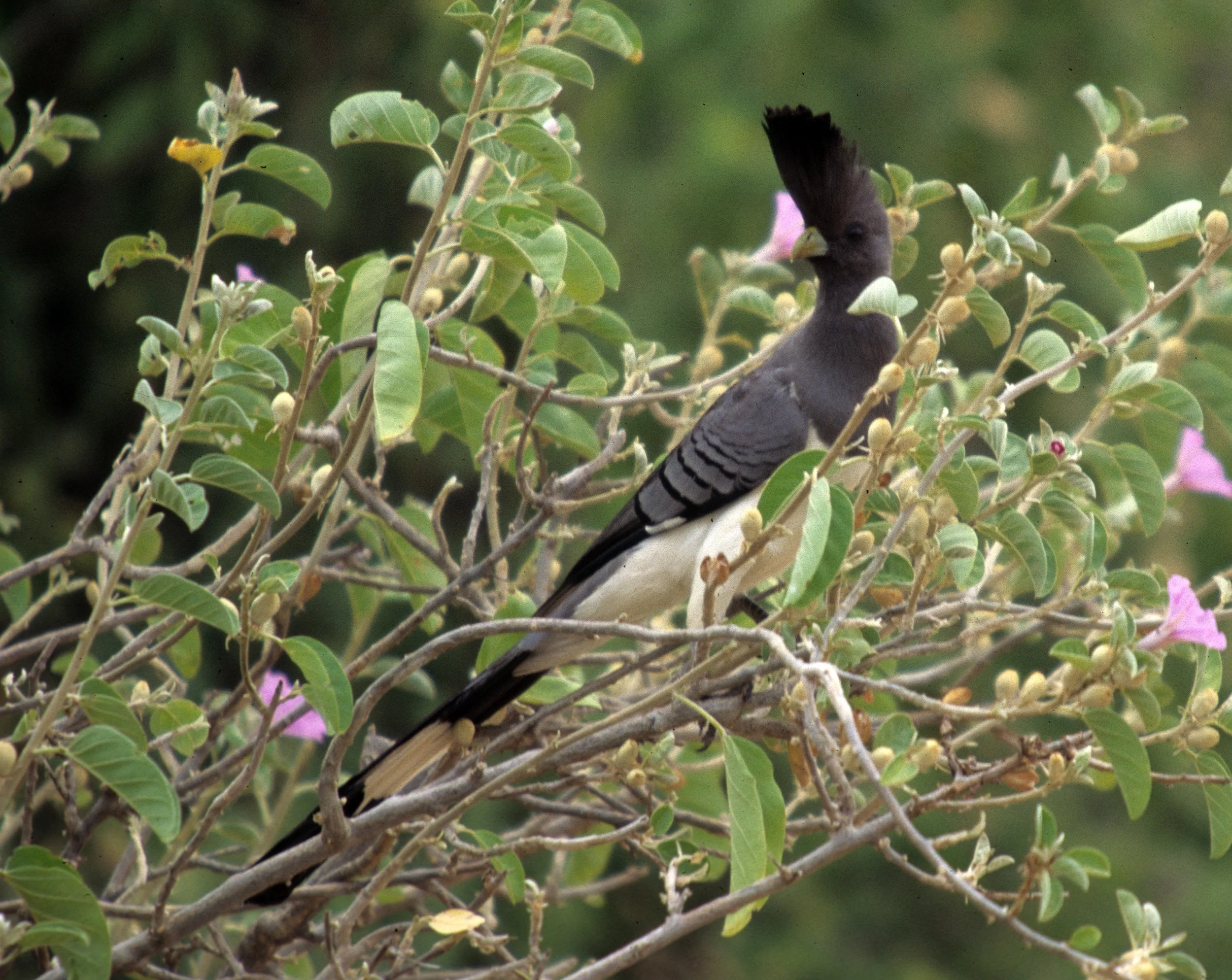 White-bellied Go-away-bird (Crinifer leucogaster) QE NP Uganda (1).jpg