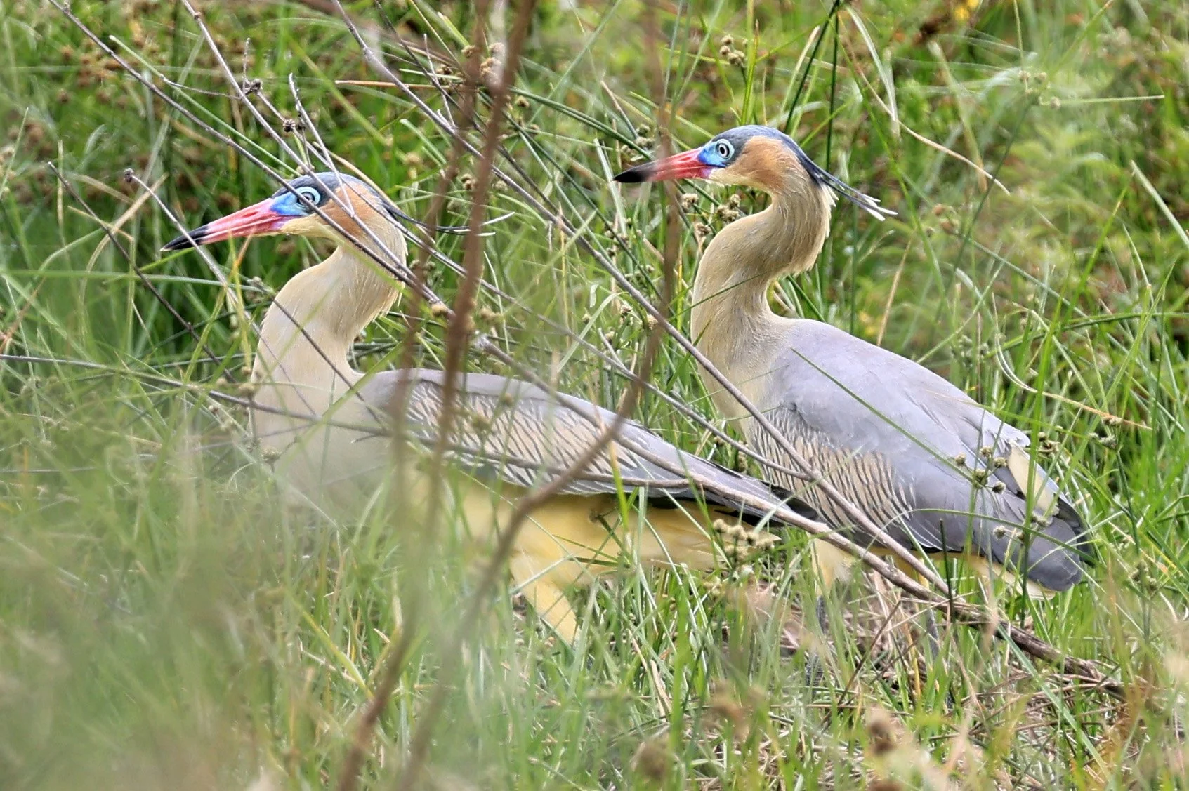 Whistling Heron (Syrigma sibilatrix) Agua Dulce Paraguay (18).jpg