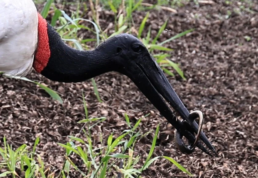 Jabiru (Jabiru mycteria) Agua Dulce Paraguay (19).jpg