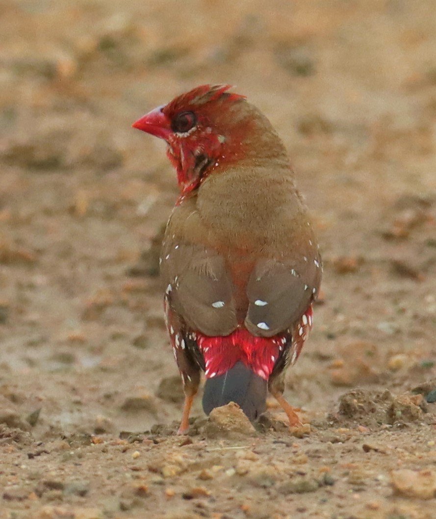 RED AVADAVAT - Amandava amandava - THAP YAO RICE FIELDS LAT KRABANG (102).jpg