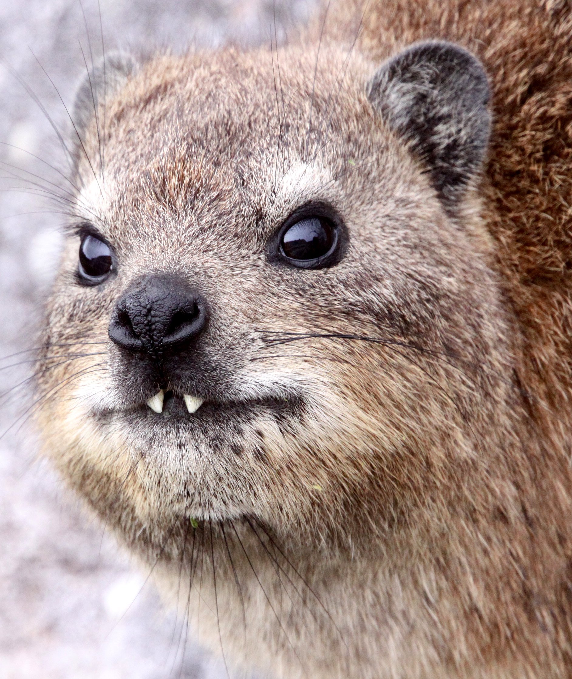 Procavia capensis capensis - CAPE ROCK HYRAX - TABLE MOUNTAIN NATIONAL PARK SOUTH AFRICA - ON TOP OF TABLE MOUNTAIN (7).JPG