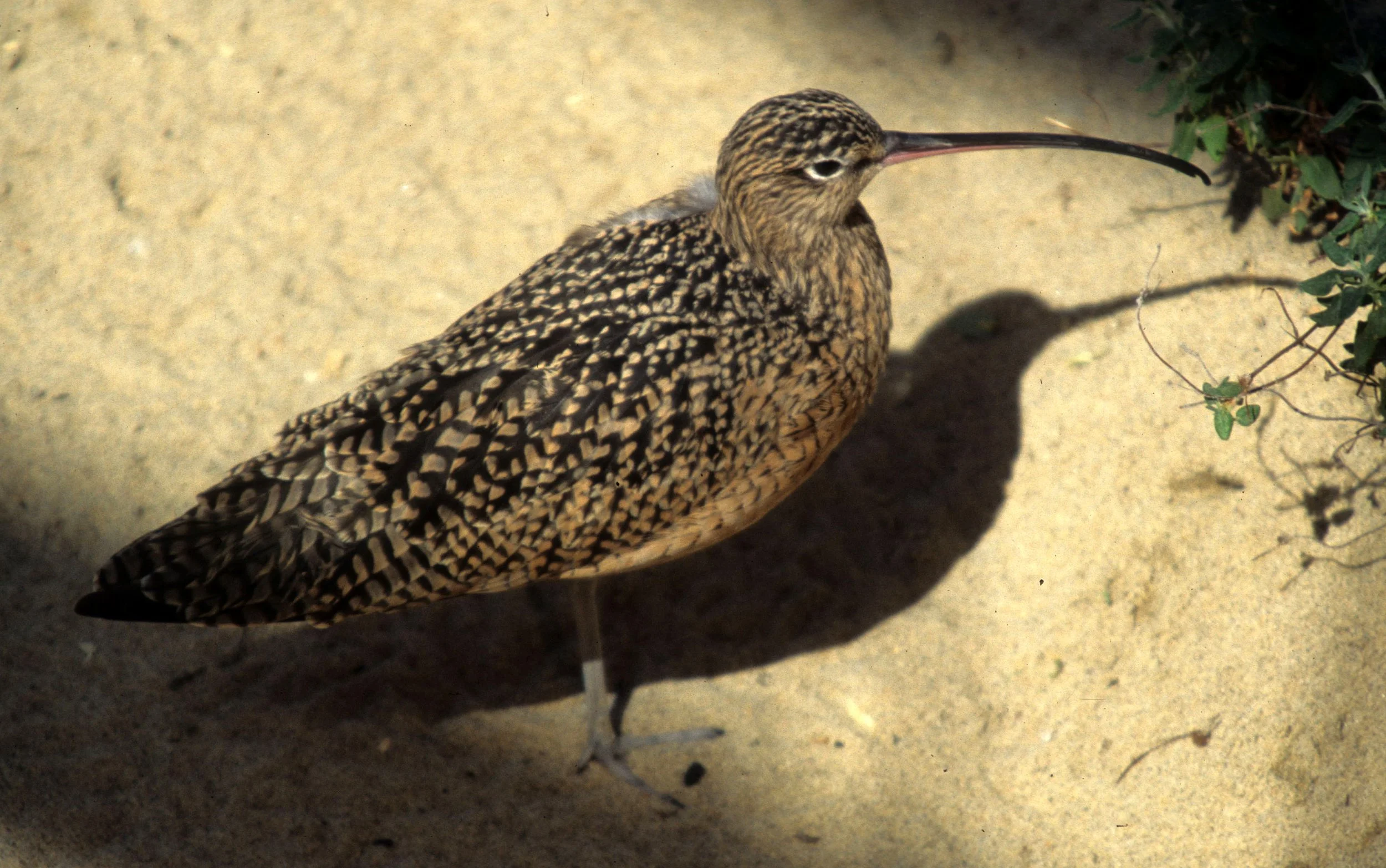 BIRD - WHIMBREL - MONTERREY 12.jpg