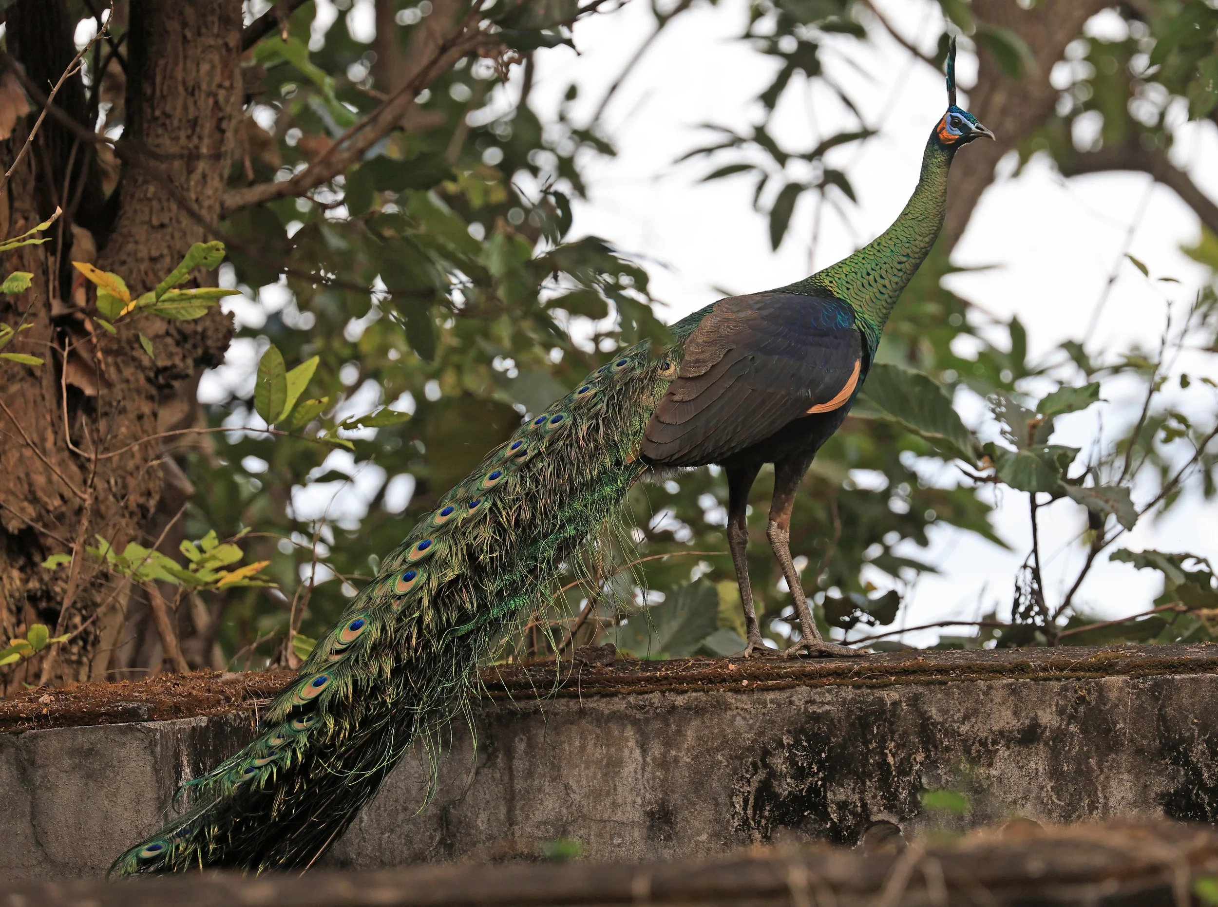 Green Peafowl (Pavo muticus) Doi Butsarakham Phayao Province (26).jpg