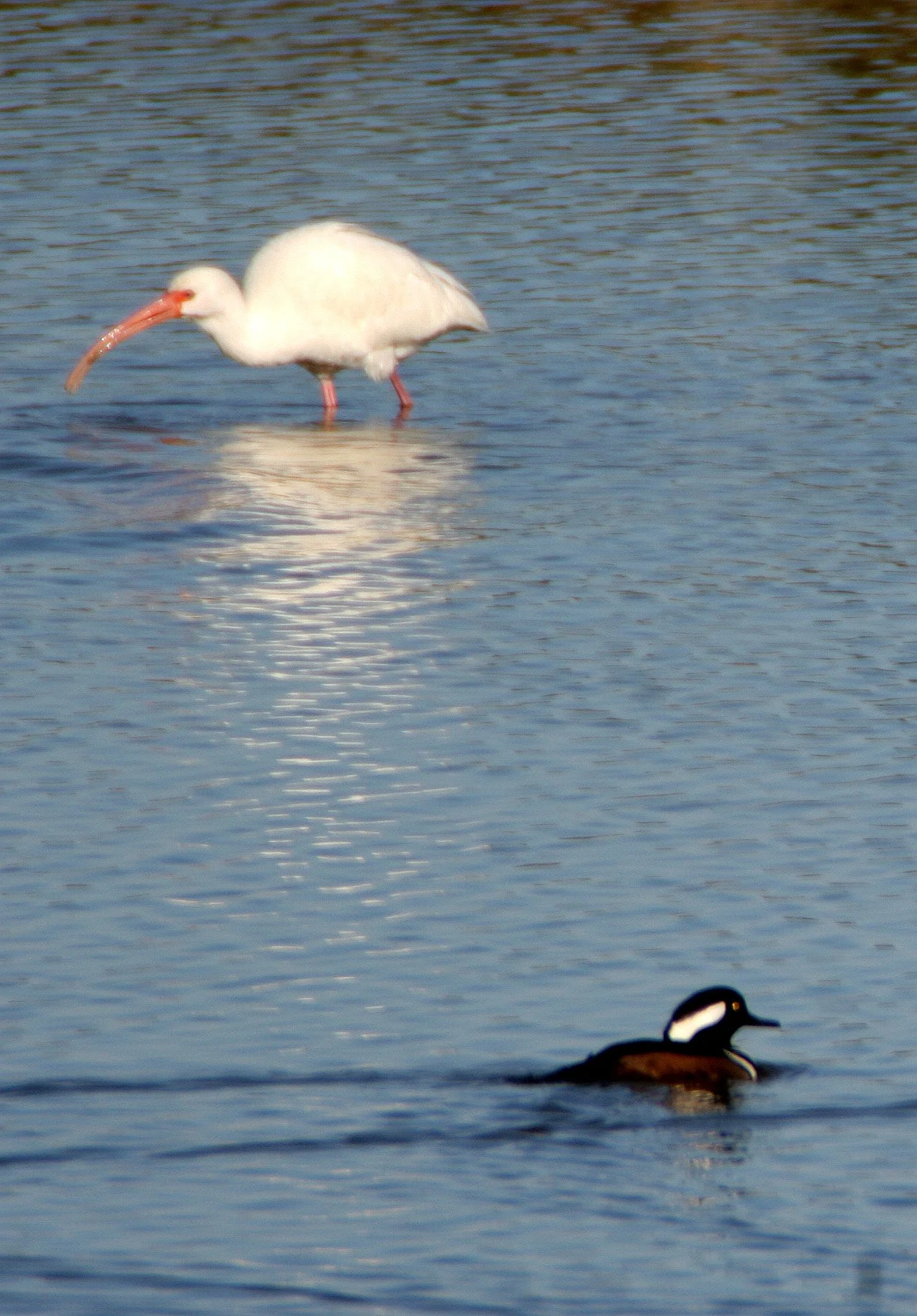 IBIS - AMERICAN WHITE IBIS - Eudocimus albus - HOODED MERGANSER - Lophodytes cucullatus - ARANSAS NWR TEXAS (5).jpg