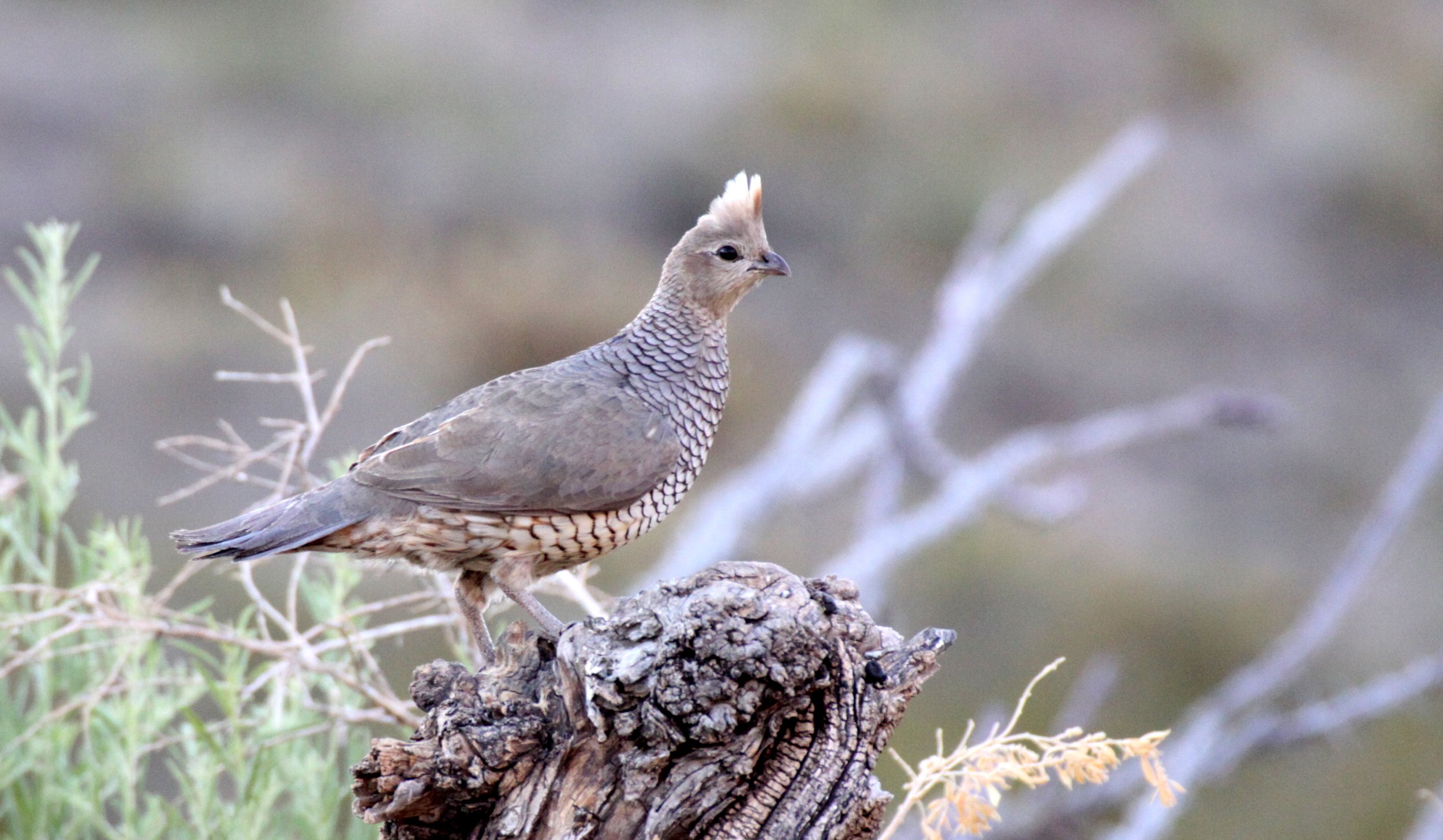 BIRD - QUAIL - SCALED QUAIL - FRANKLIN MOUNTAINS STATE PARK TEXAS - TOM MAYS UNIT (4).JPG