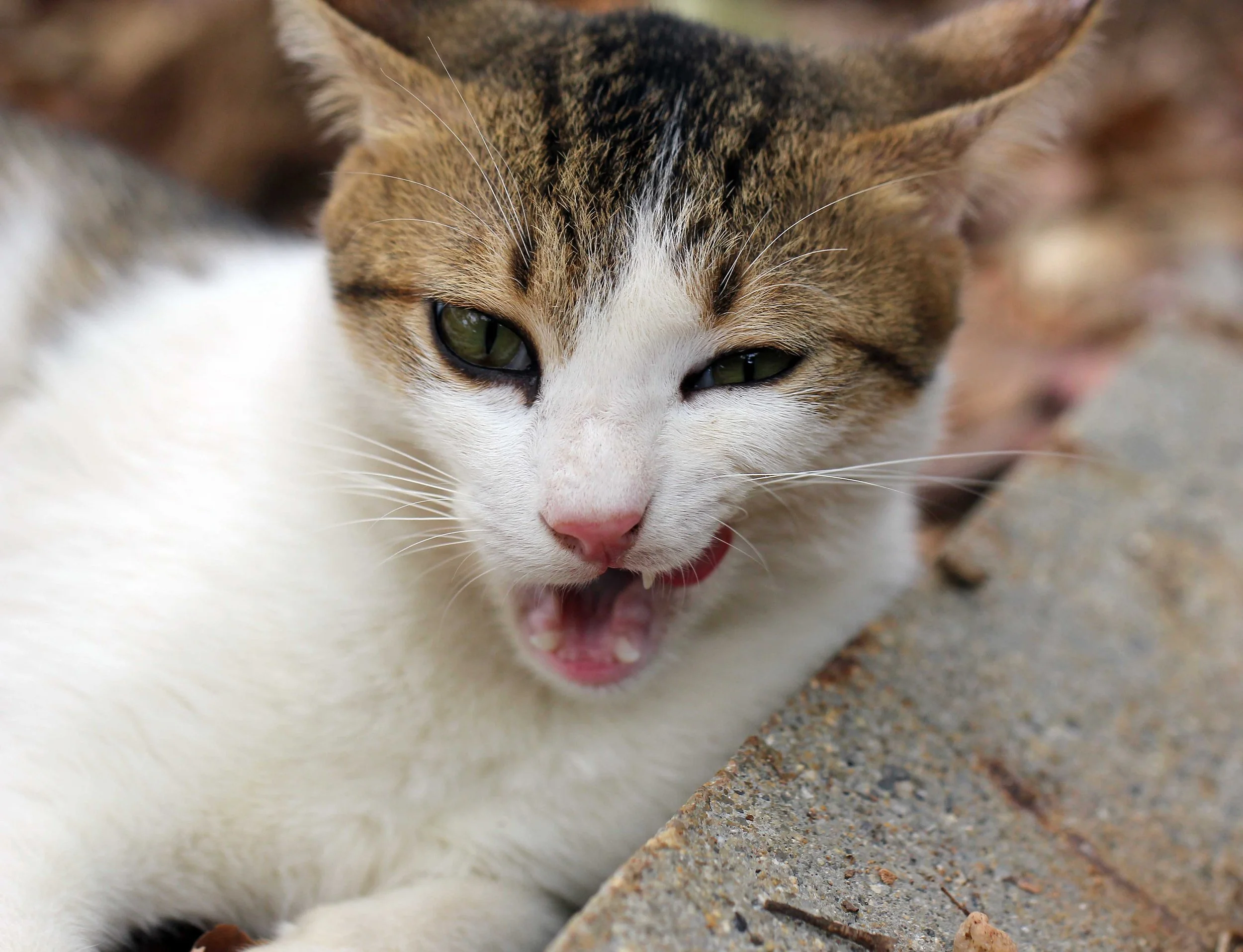 2015 Koh Lanta Songkran with friends from ISB (416).JPG