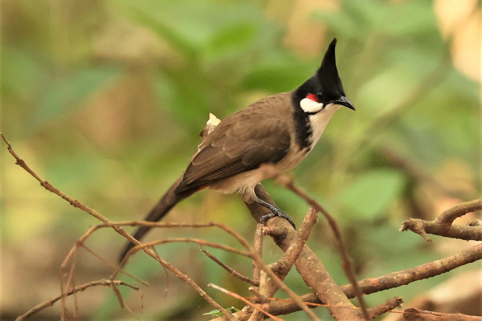 Red-whiskered Bulbul (Pycnonotus jocosus) Thailand — Coke Smith Wildlife