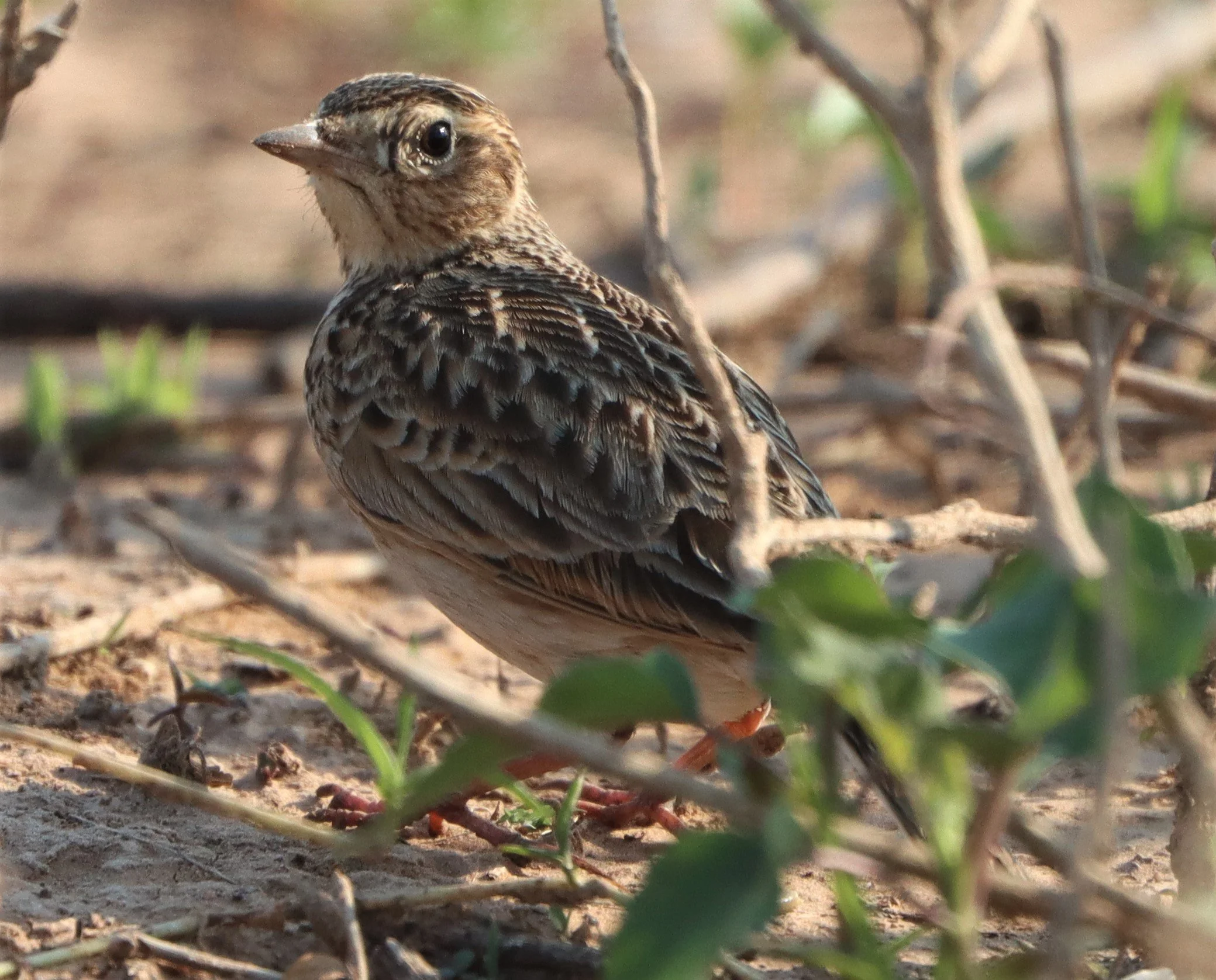 Oriental Skylark (Alauda gulgula) Pak Chong Lake Kumontong (4).jpg