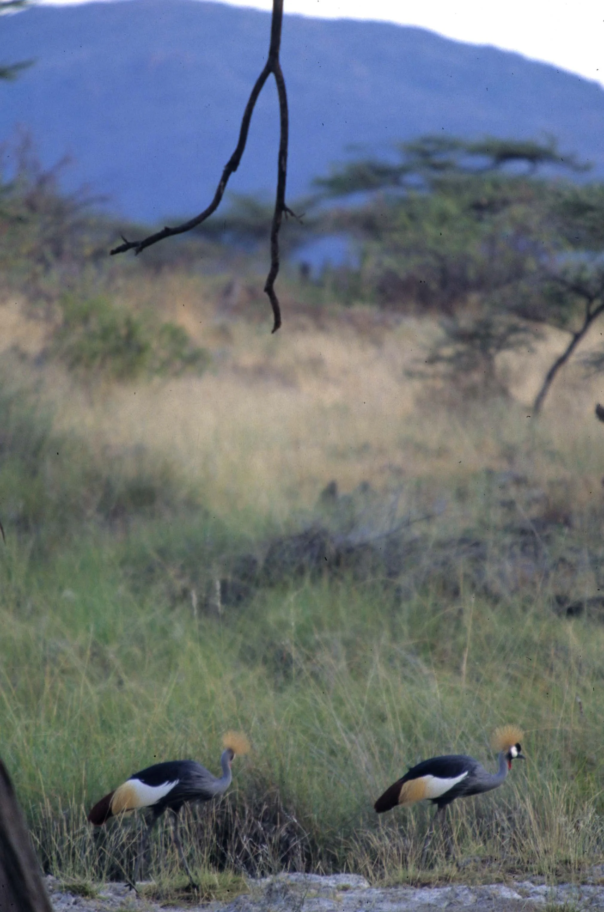 BIRDS - CRANE - CROWNED - EASTERN - UGANDA C.jpg