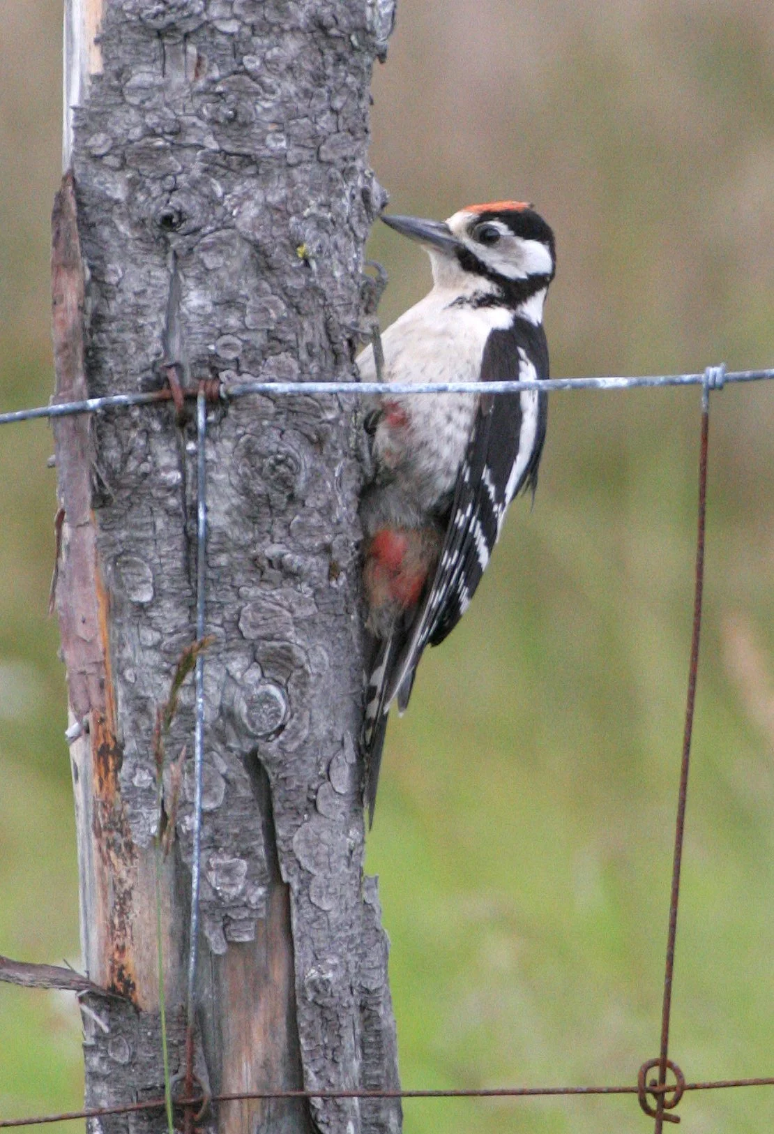 BIRD - WOODPECKER - GREAT SPOTTED - HORNOYA NORWAY (9).jpg
