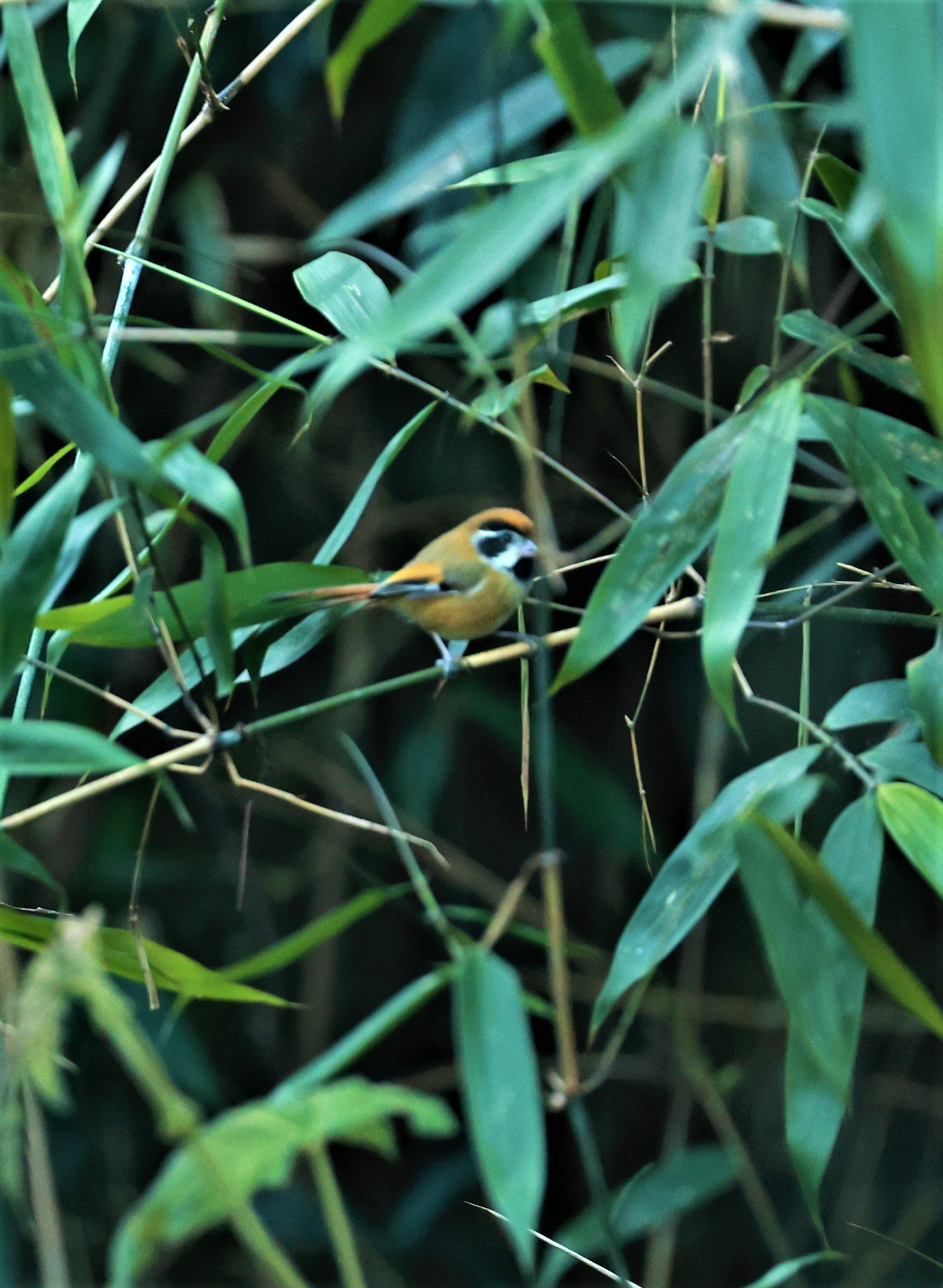 PARROTBILL - BLACK-THROATED PARROTBILL - Suthora nipalensis - Phu Luang Wildlife Reserve Loei Province (14).jpg