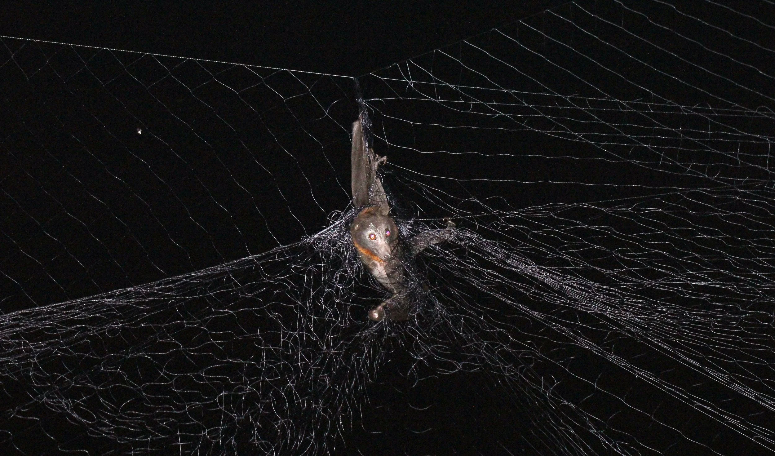 Pteropus hypomelanus - ISLAND FLYING FOX - BATS IN NETS - KOH LANTA THAILAND (29).JPG