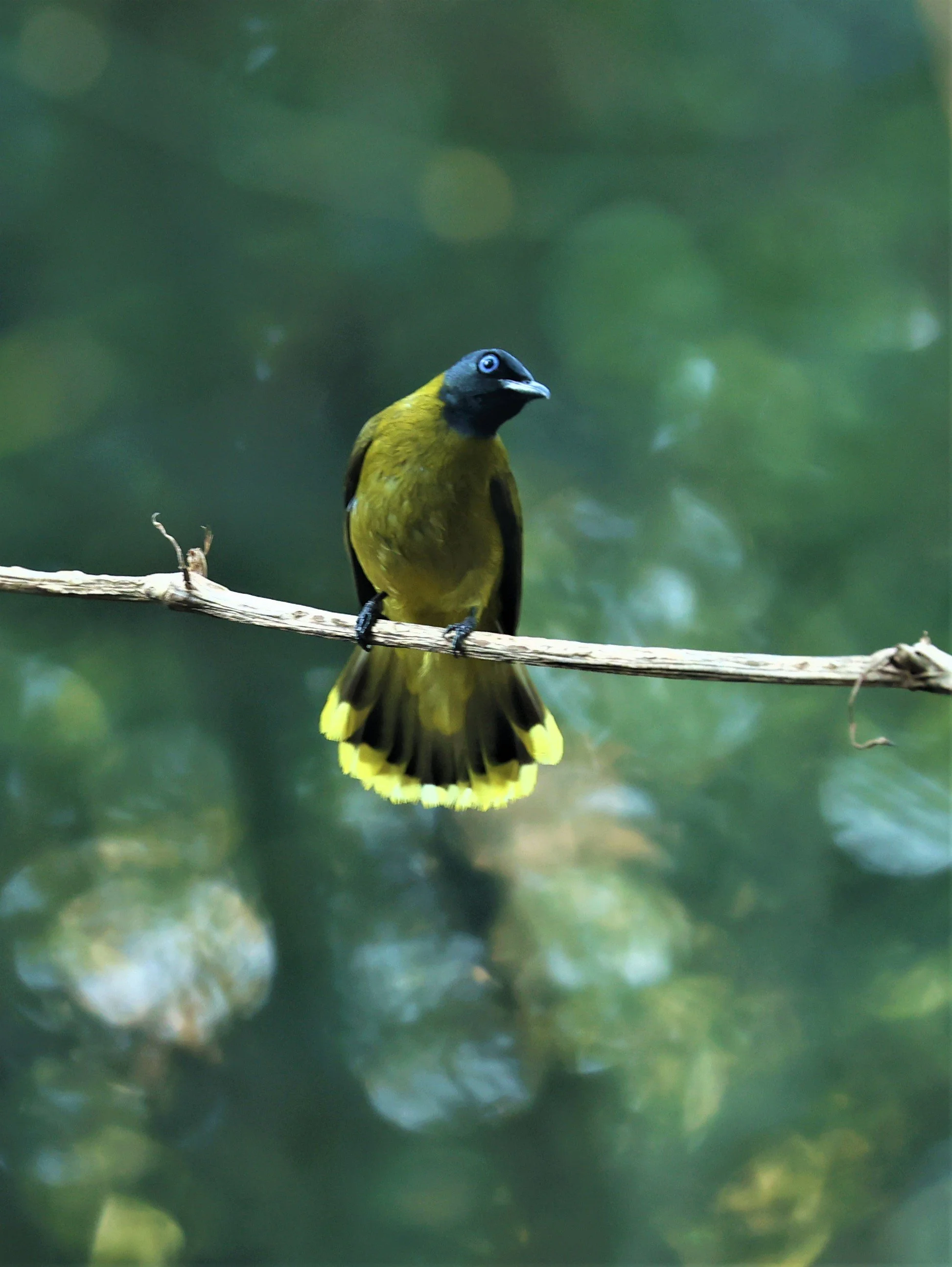 BULBUL - BLACK HEADED BULBUL - Pycnonotus atriceps - WAT THAM PRATHUM CHONBURI JAN 30 2022 (63).jpg
