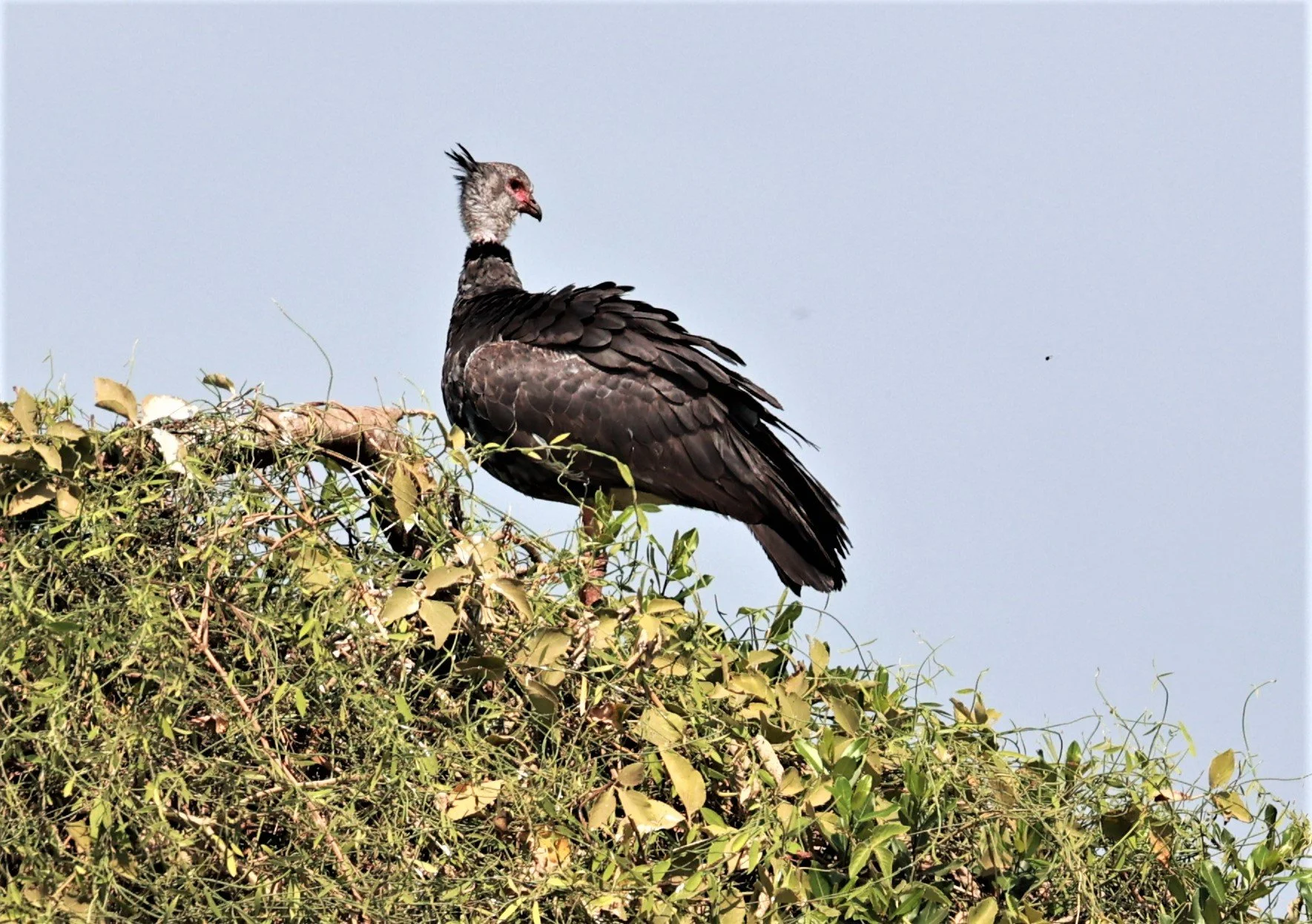 Screamer - Southern Screamer - Chauna torquata - Pantanal - Mato Grosso, Transpantaneira M-060 (17).JPG