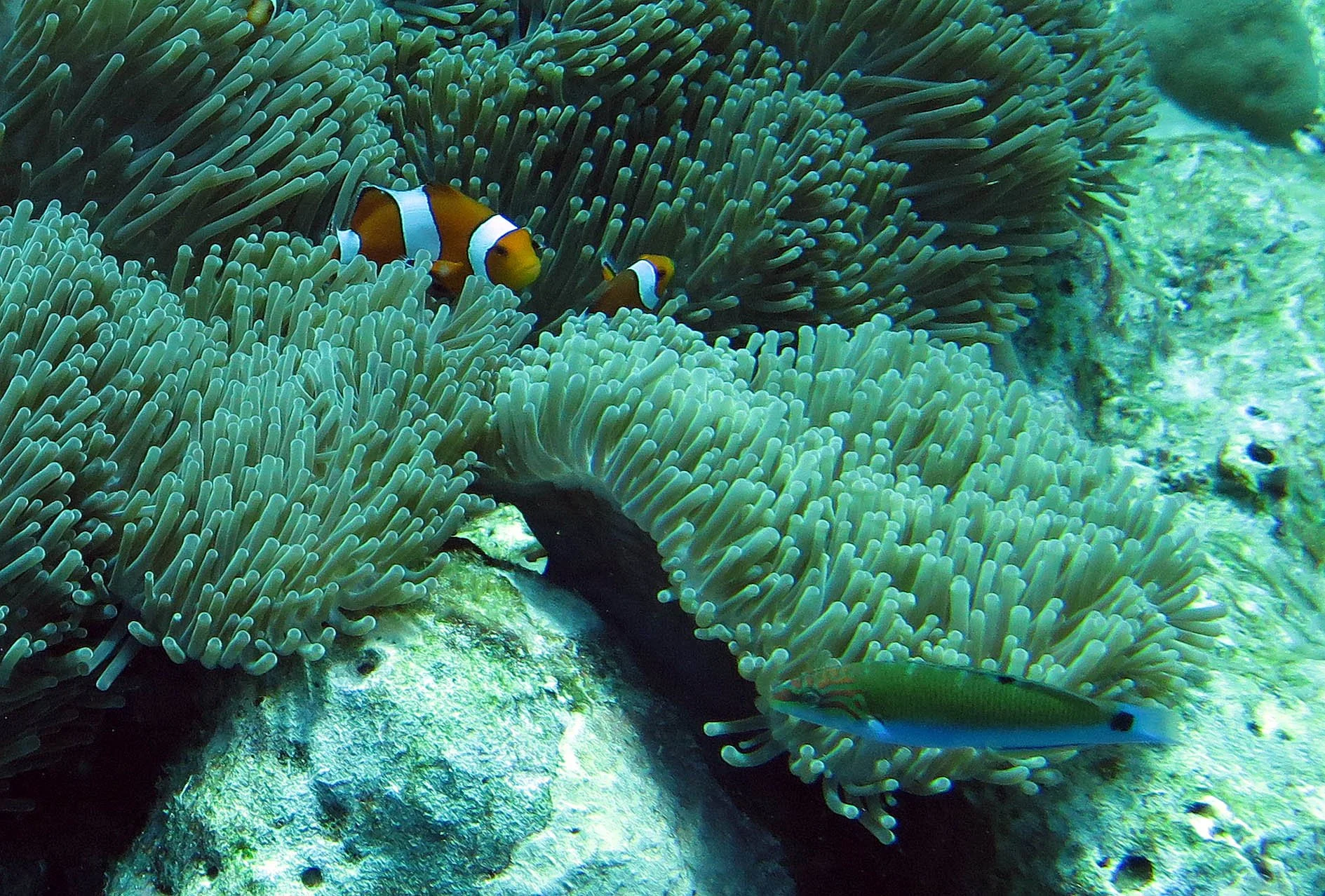 Family Pomacentridae - Clownfish & Damselfish — Coke Smith Wildlife