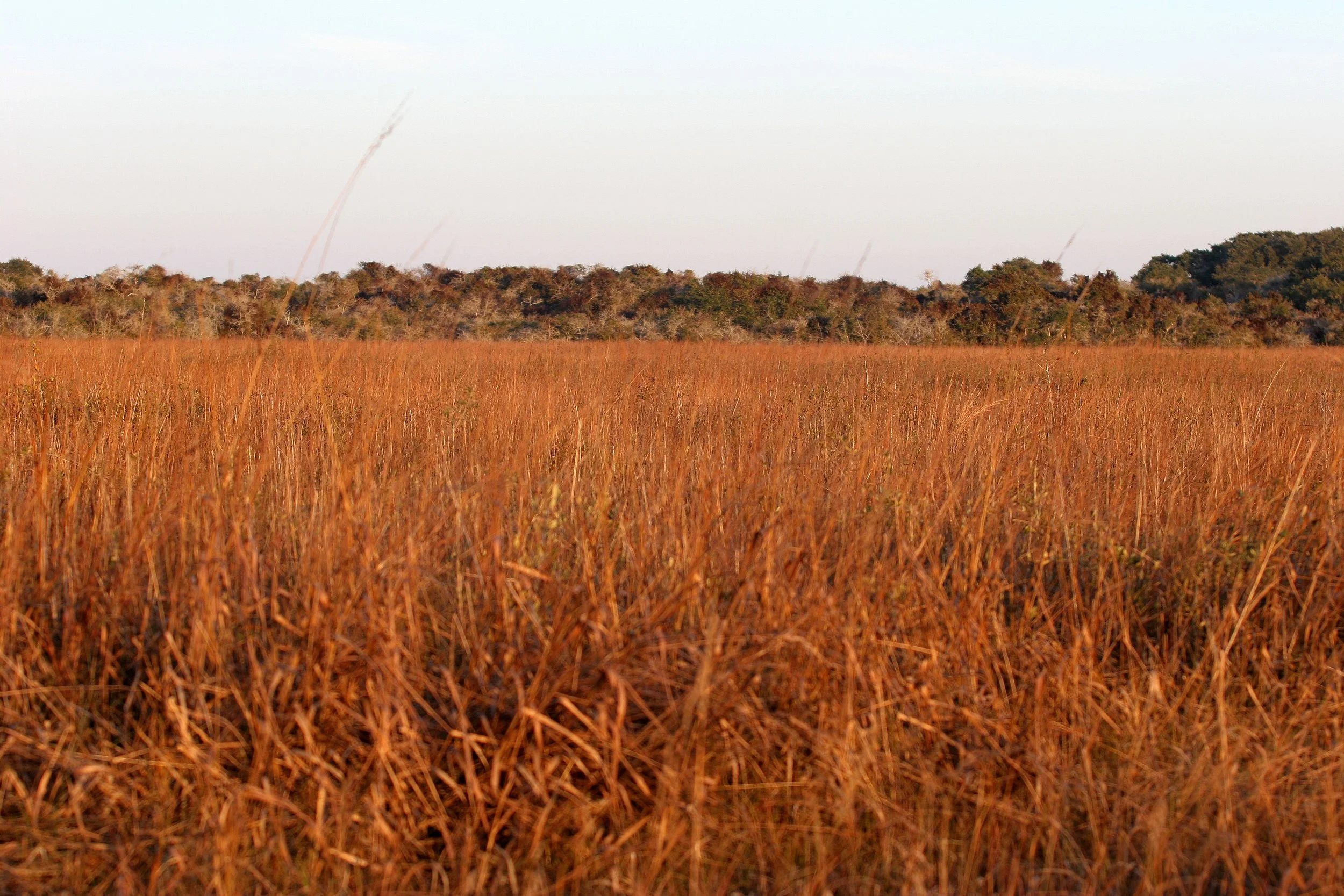 ARANZAS NWR - TEXAS (3).jpg