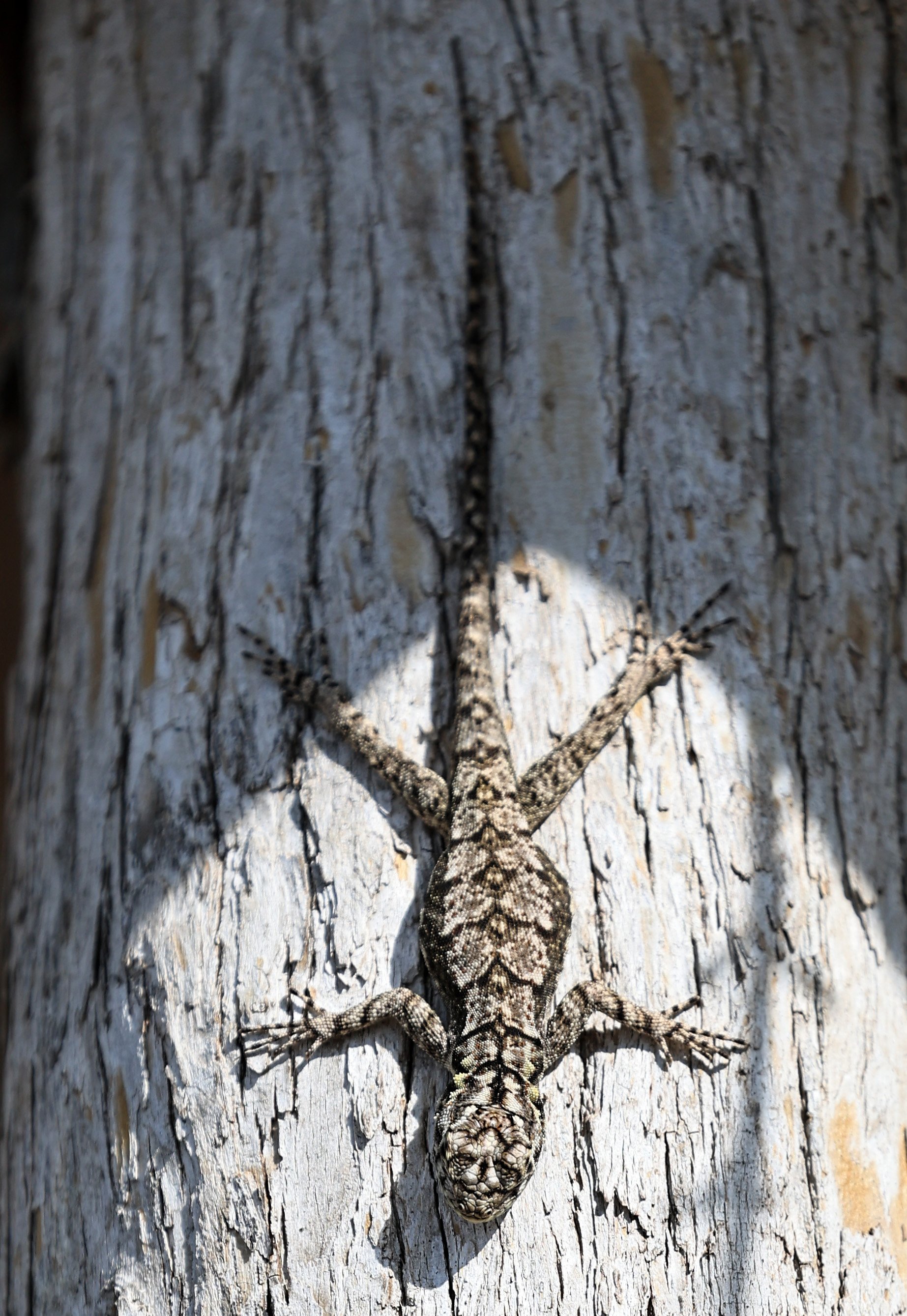 Chaco Spiny Lizard (Tropidurus spinulosus) Chaco Lodge & Laguna Salada Paraguay - confirm ID 