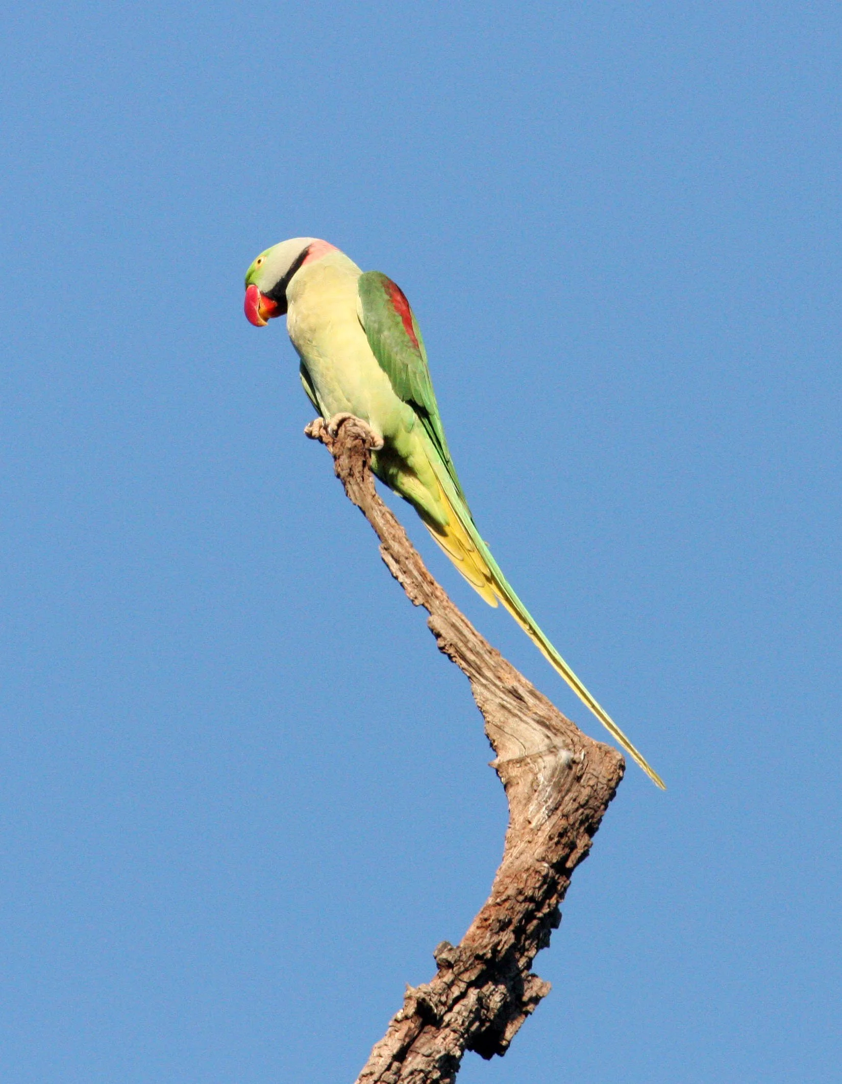 BIRD - PARAKEET - ALEXANDRINE PARAKEET - PSITTACULA EUPATRIA - KANHA NATIONAL PARK INDIA (9).JPG