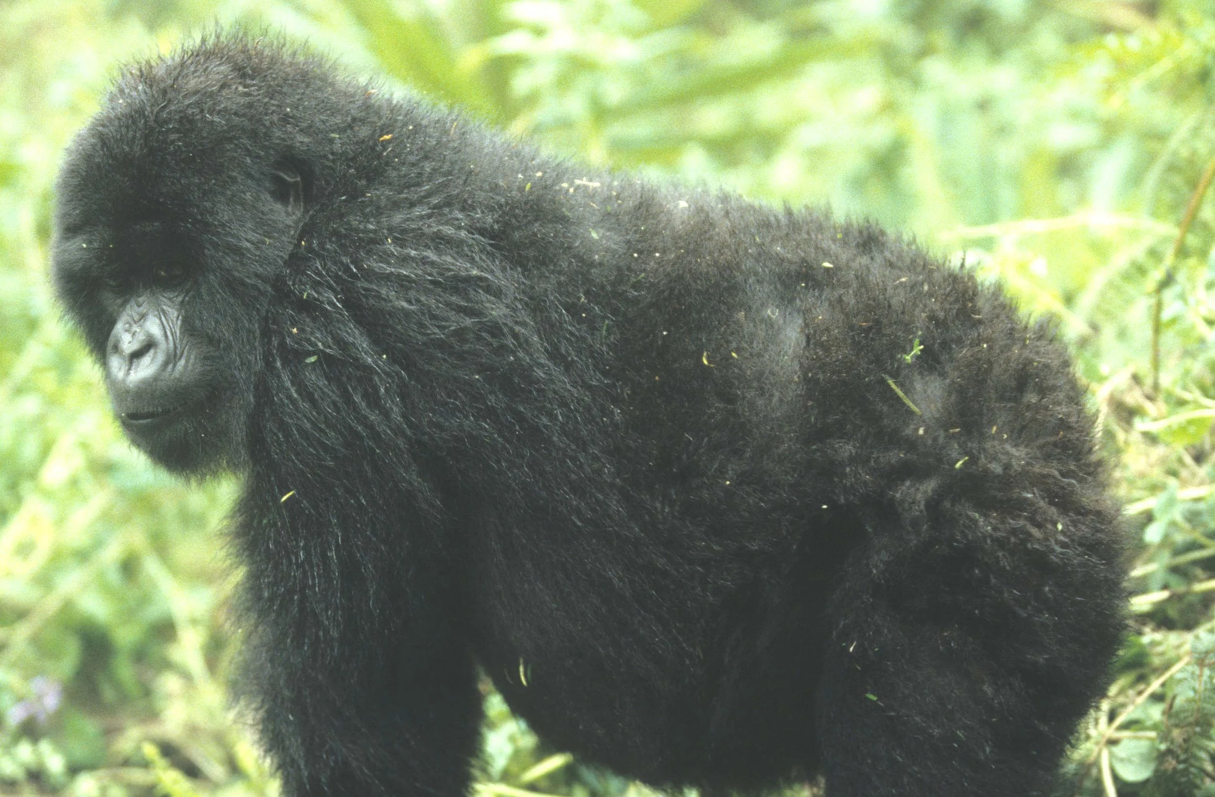 PRIMATE - GORILLA-RWANDA PARC DU VULCANS (17).jpg