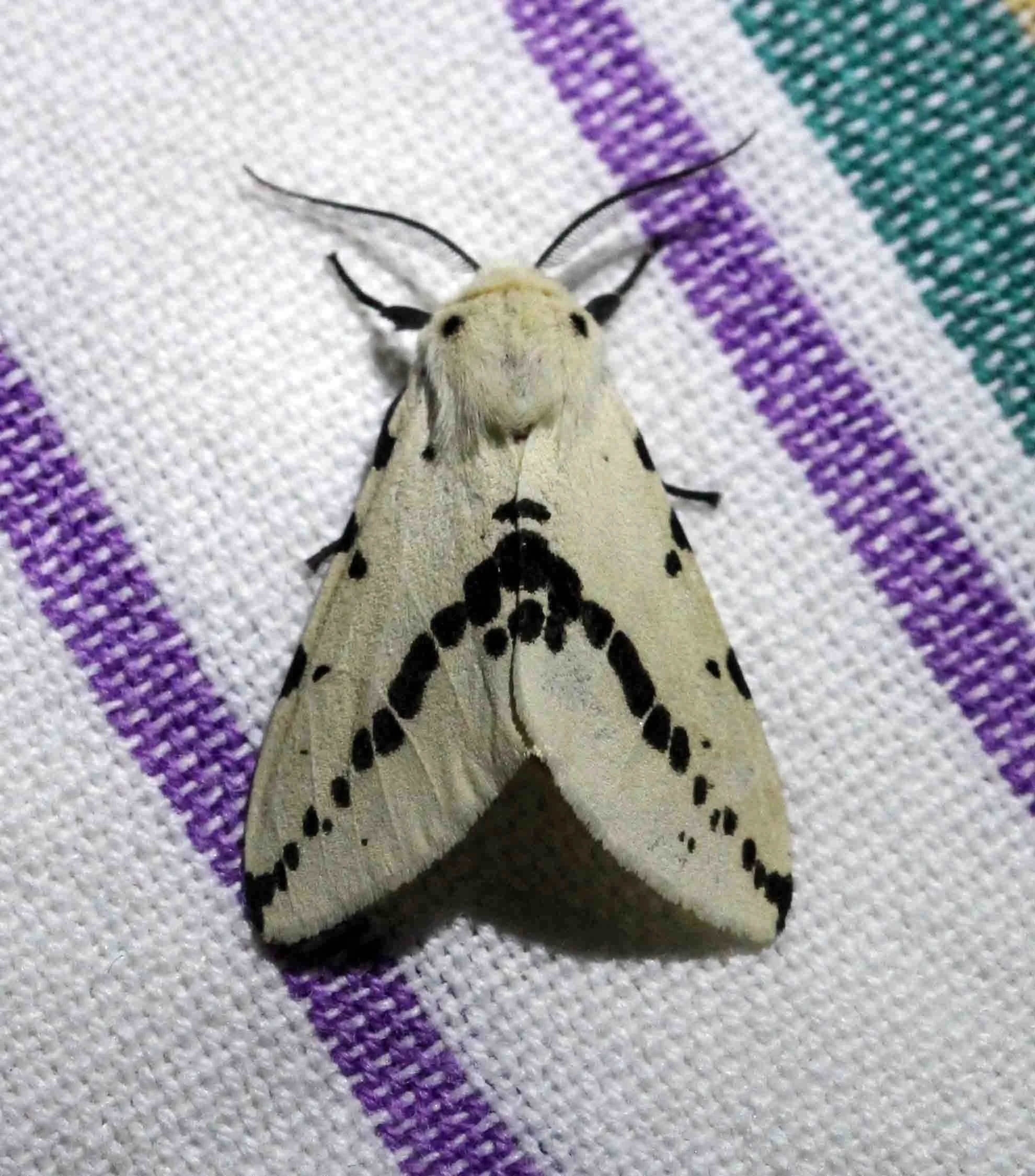 Arctiidae - Amsactoides like solitarius - Singharaja, Sri Lanka 
