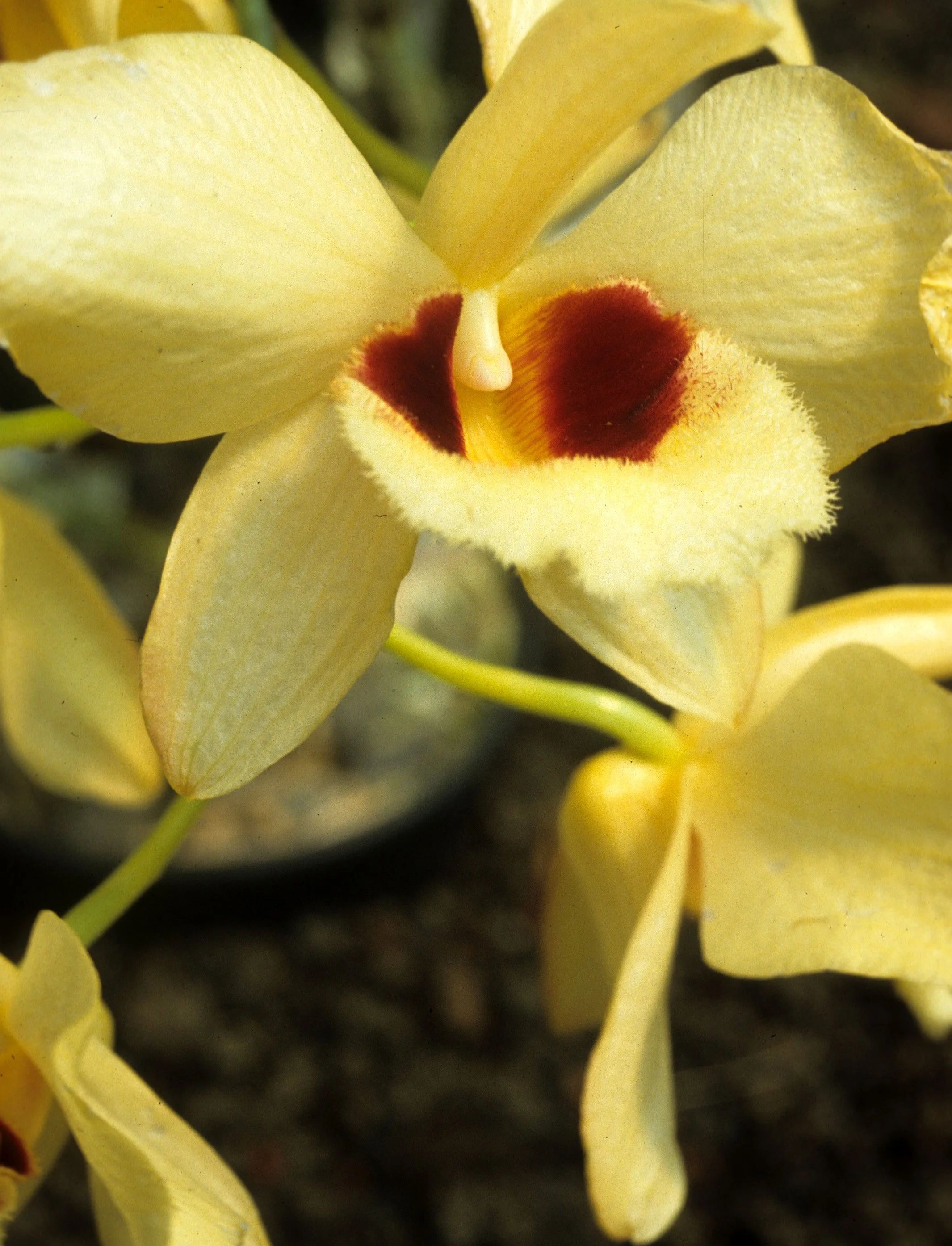 HAWAII - HAWAII - ORCHID - CYMBIDIUM SPECIES.jpg