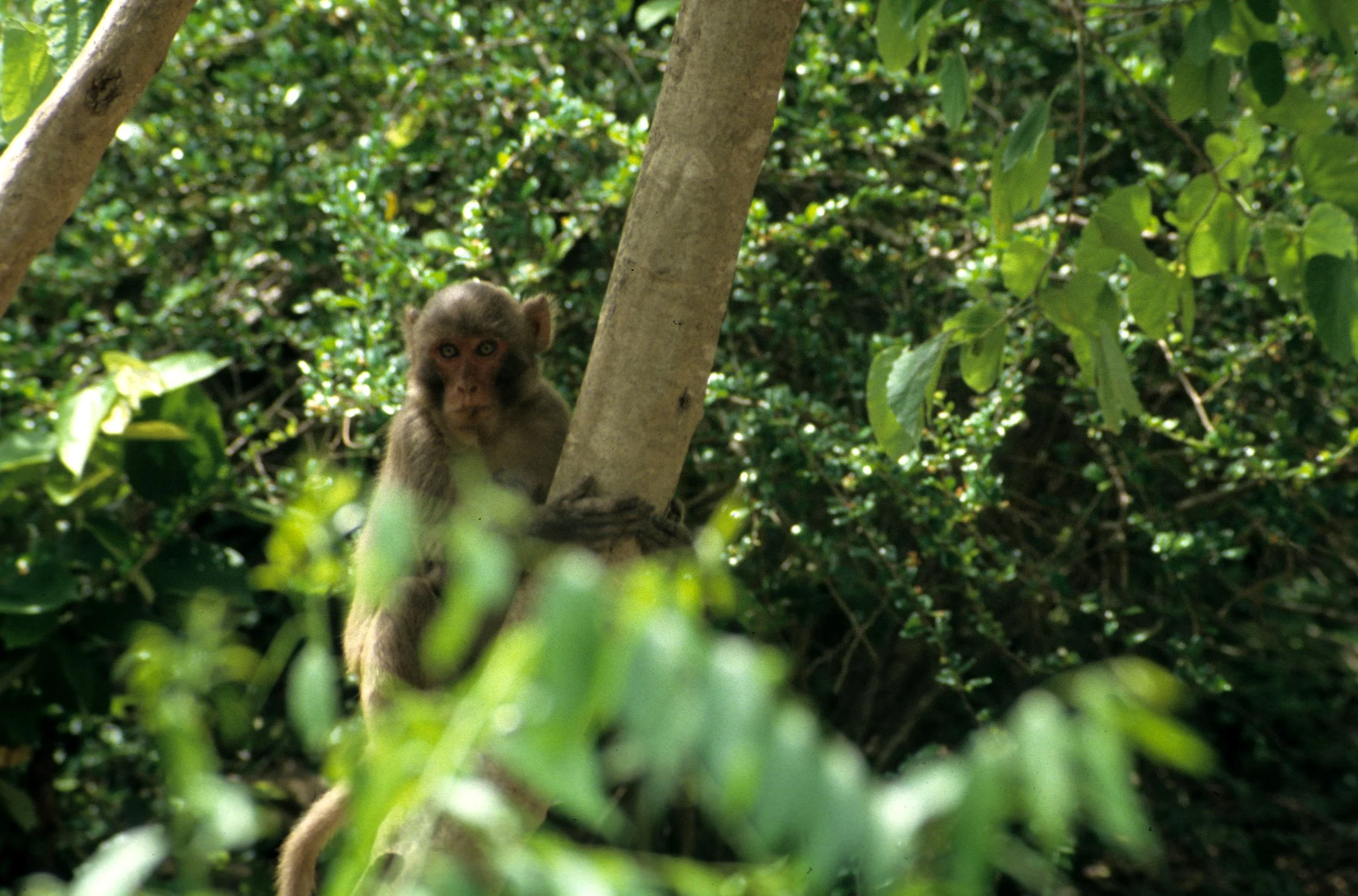 PRIMATE - MACAQUE - BEAR MACAQUE - HALONG BAY VIET NAM (3).jpg