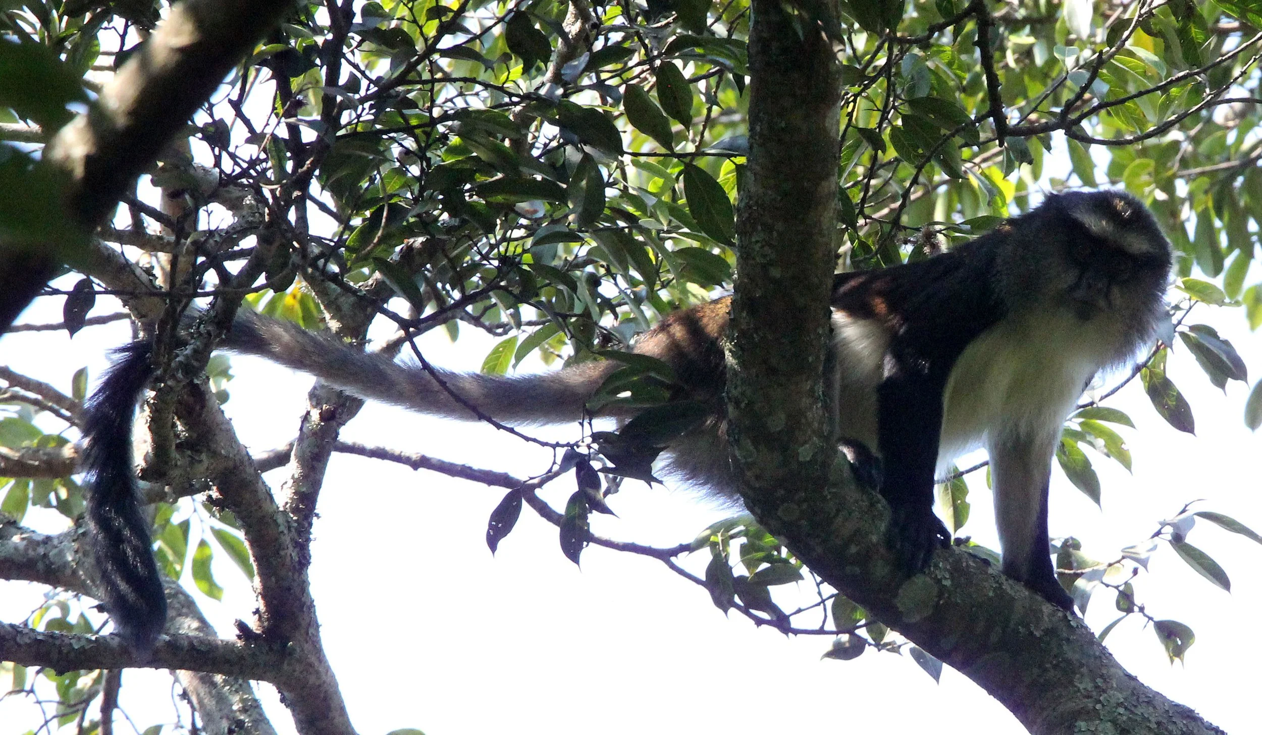 CERCOPITHECIDAE - Cercopithecus denti - DENT'S MONKEY - NYUNGWE NATIONAL PARK RWANDA (282).JPG