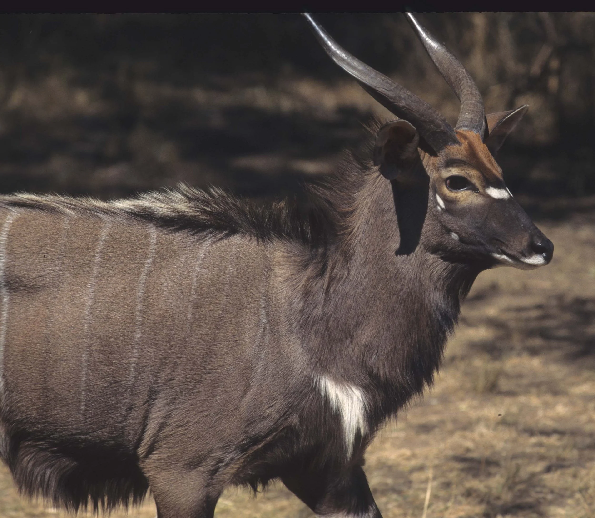 BOVID - NYALA - ZIMBABWE (4).jpg