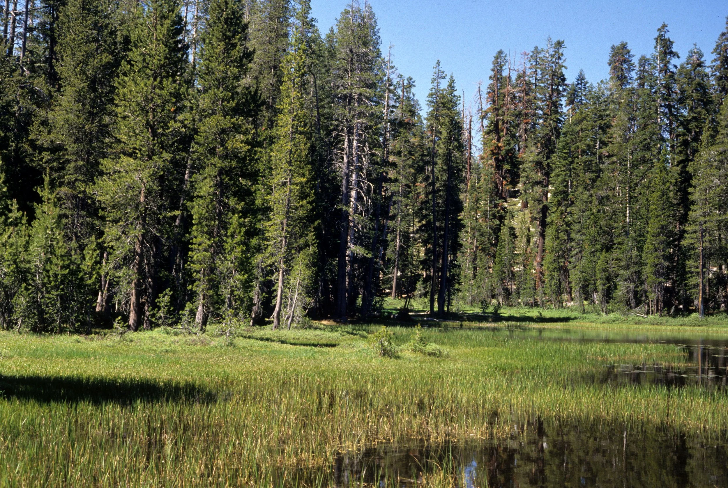 CALIFORNIA - YOSEMITE - MEADOW FORMATION A (2).jpg