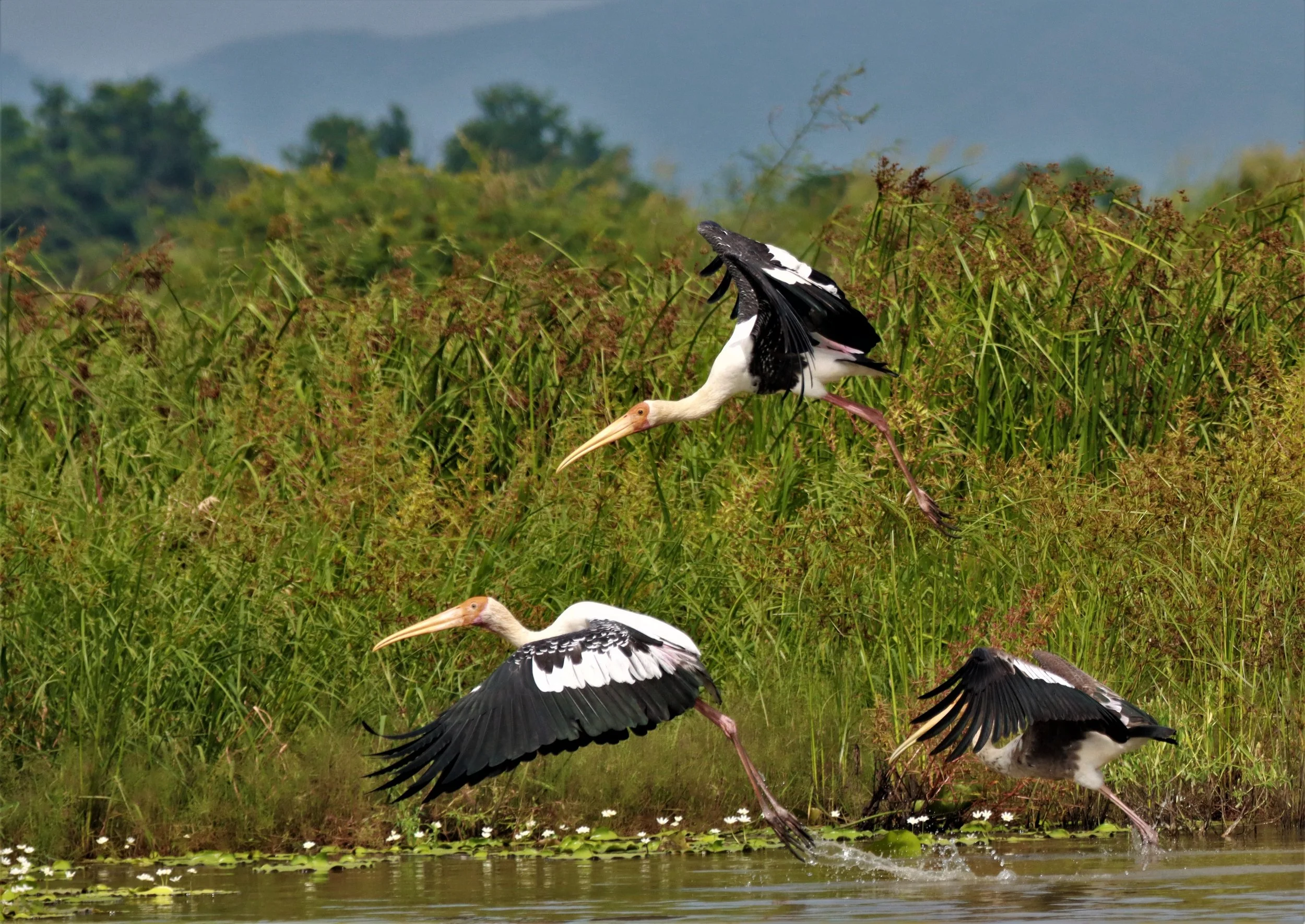 STORK - PAINTED STORK - Mycteria leucocephala - BUENG BORAPHET NAKHON SAWAN AUGUST 2021 (51).jpg