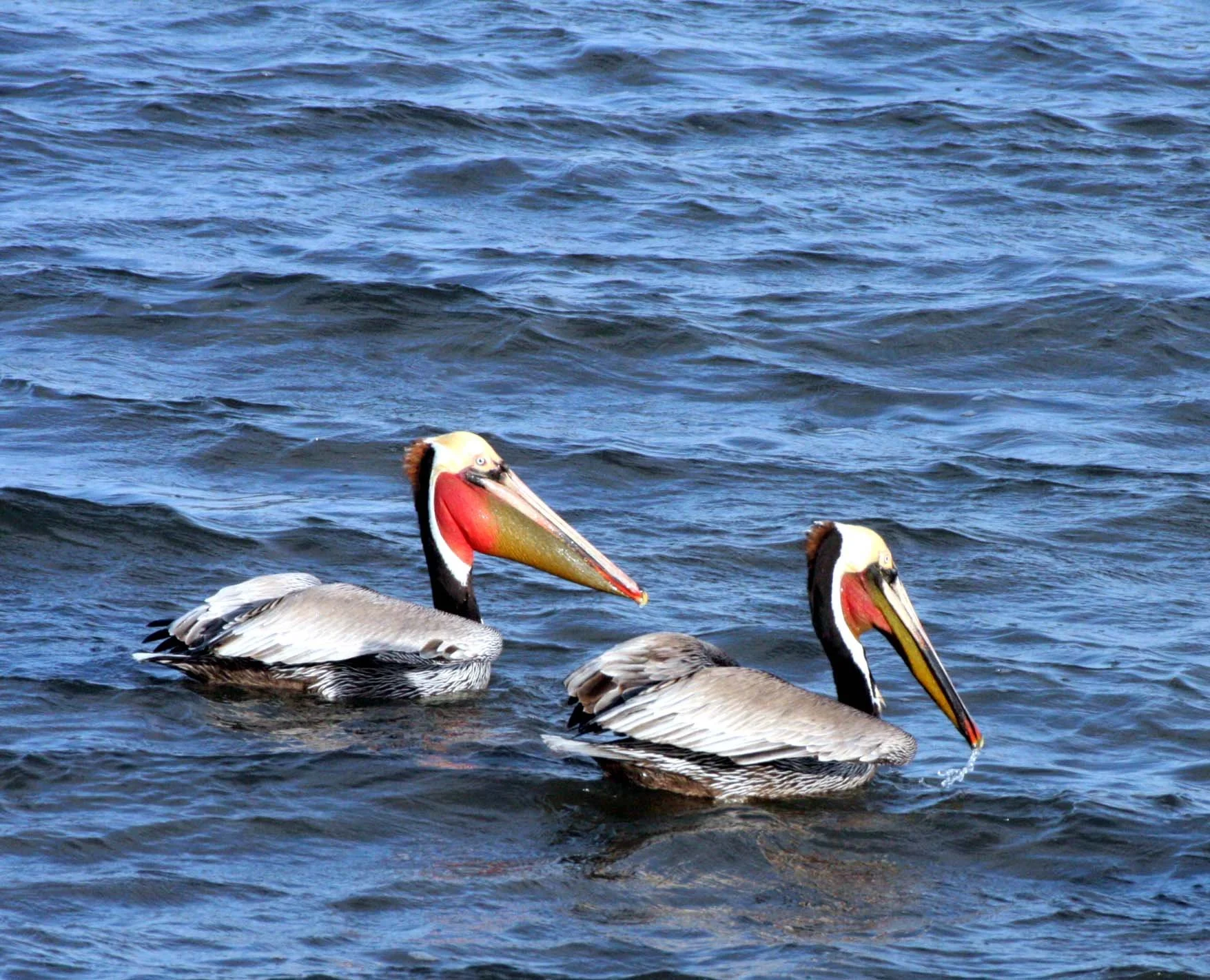 Pelecanus occidentalis - BROWN PELICAN - SAN IGNACIO LAGOON BAJA MEXICO (42).JPG