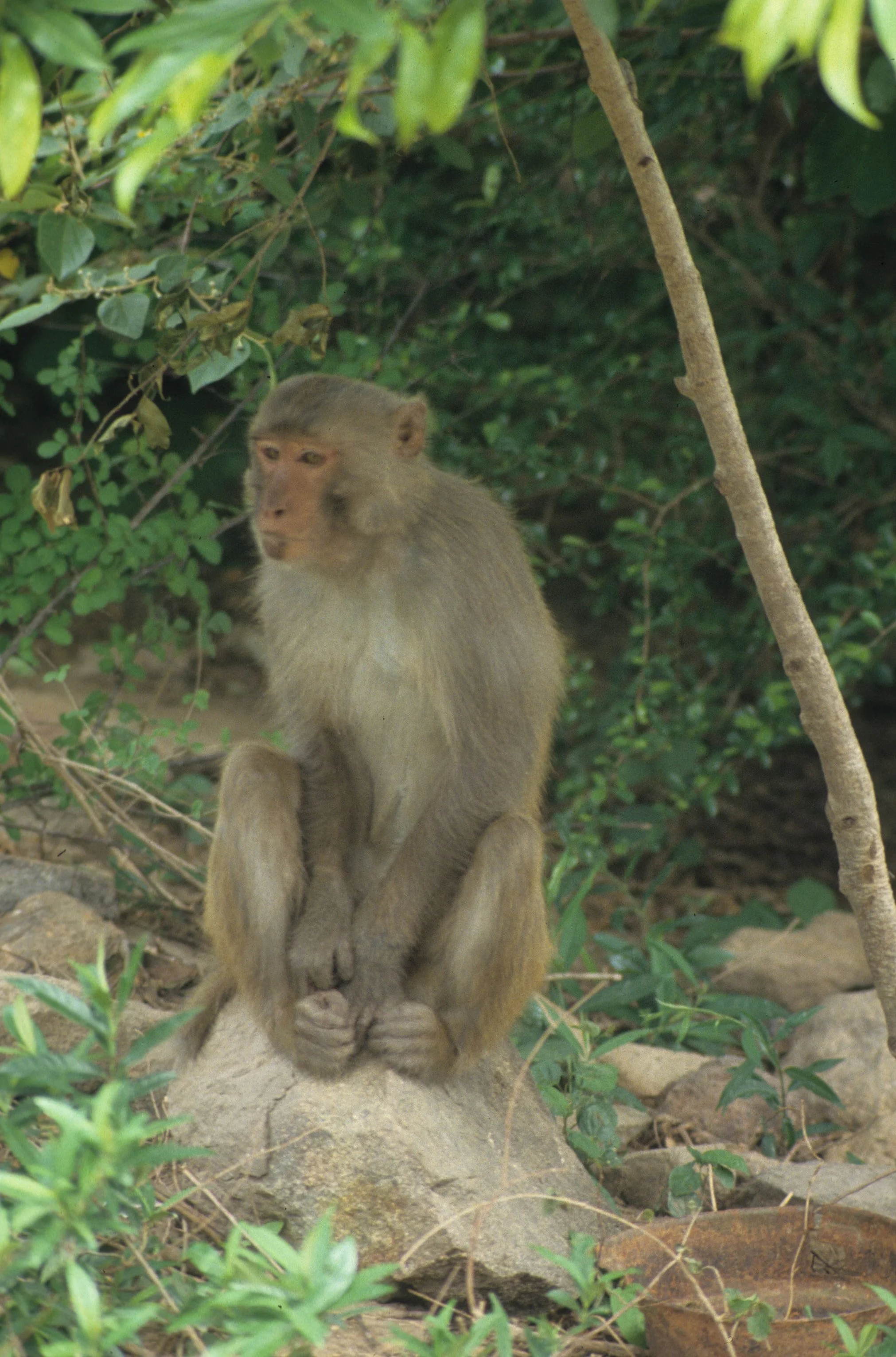 PRIMATE - MACAQUE - BEAR MACAQUE - HALONG BAY VIET NAM.jpg