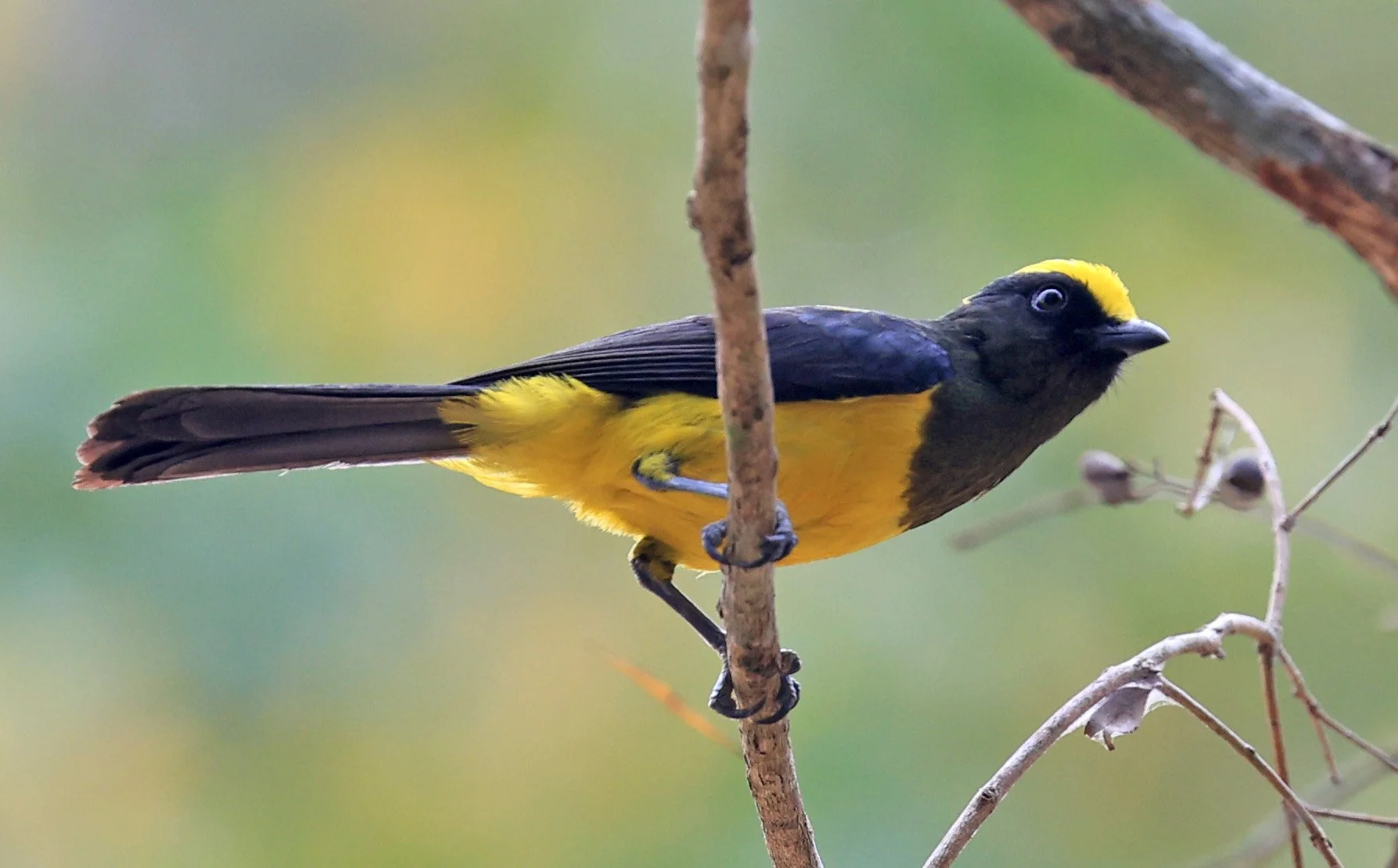 Sultan Tit (Melanochlora sultanea) Kaeng Krachan National Park ESS Expedition 2026(1).jpg