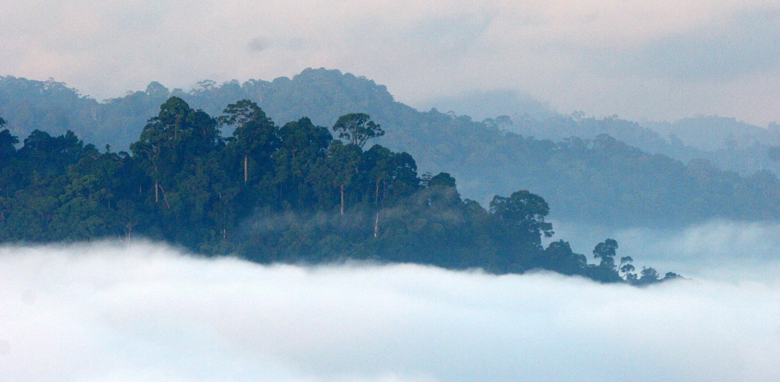 DANUM VALLEY BORNEO - SUNRISE OVER THE DANUM (88).JPG