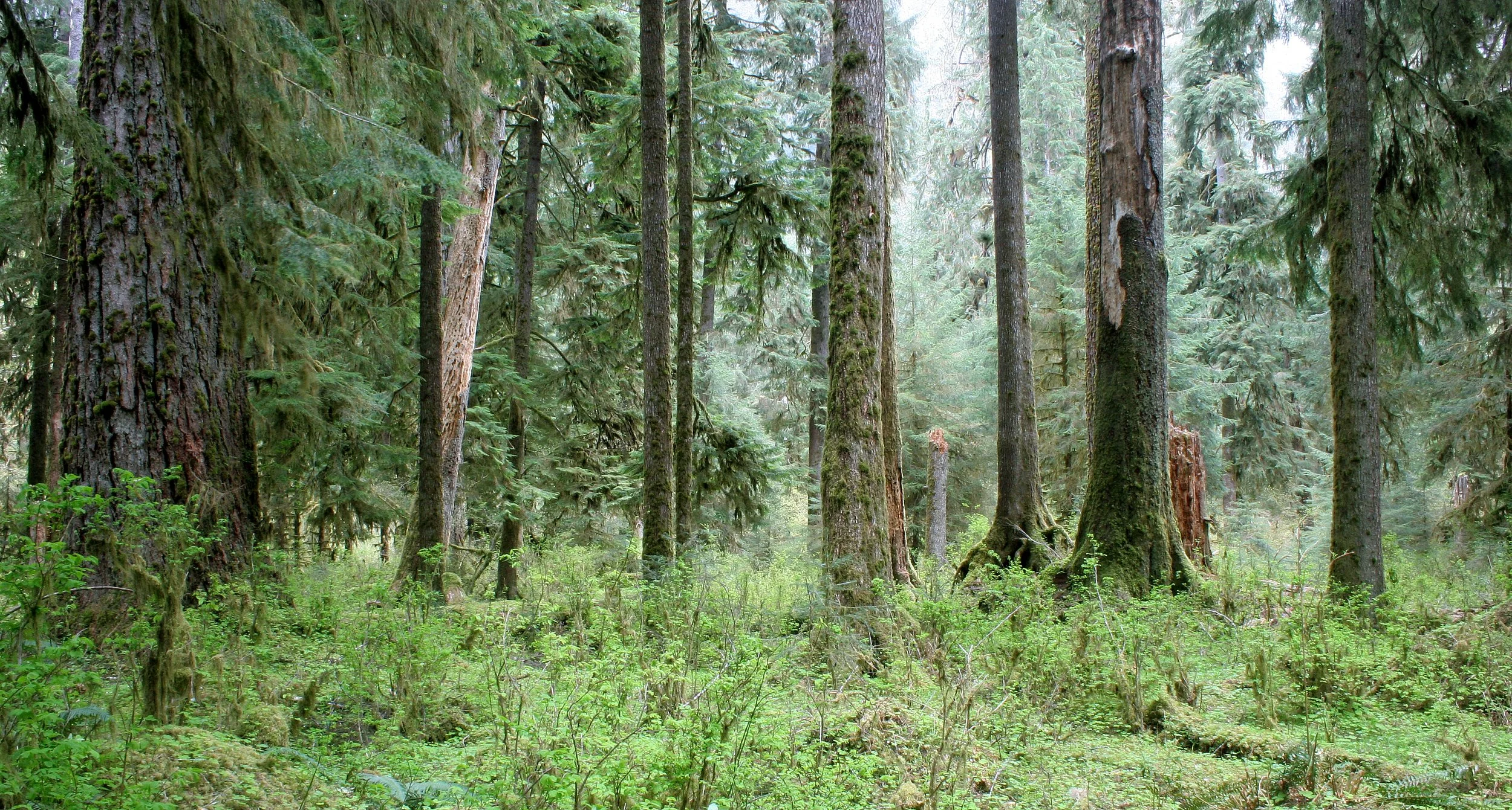 HOH RIVER VALLEY - HALL OF MOSSES (22).JPG