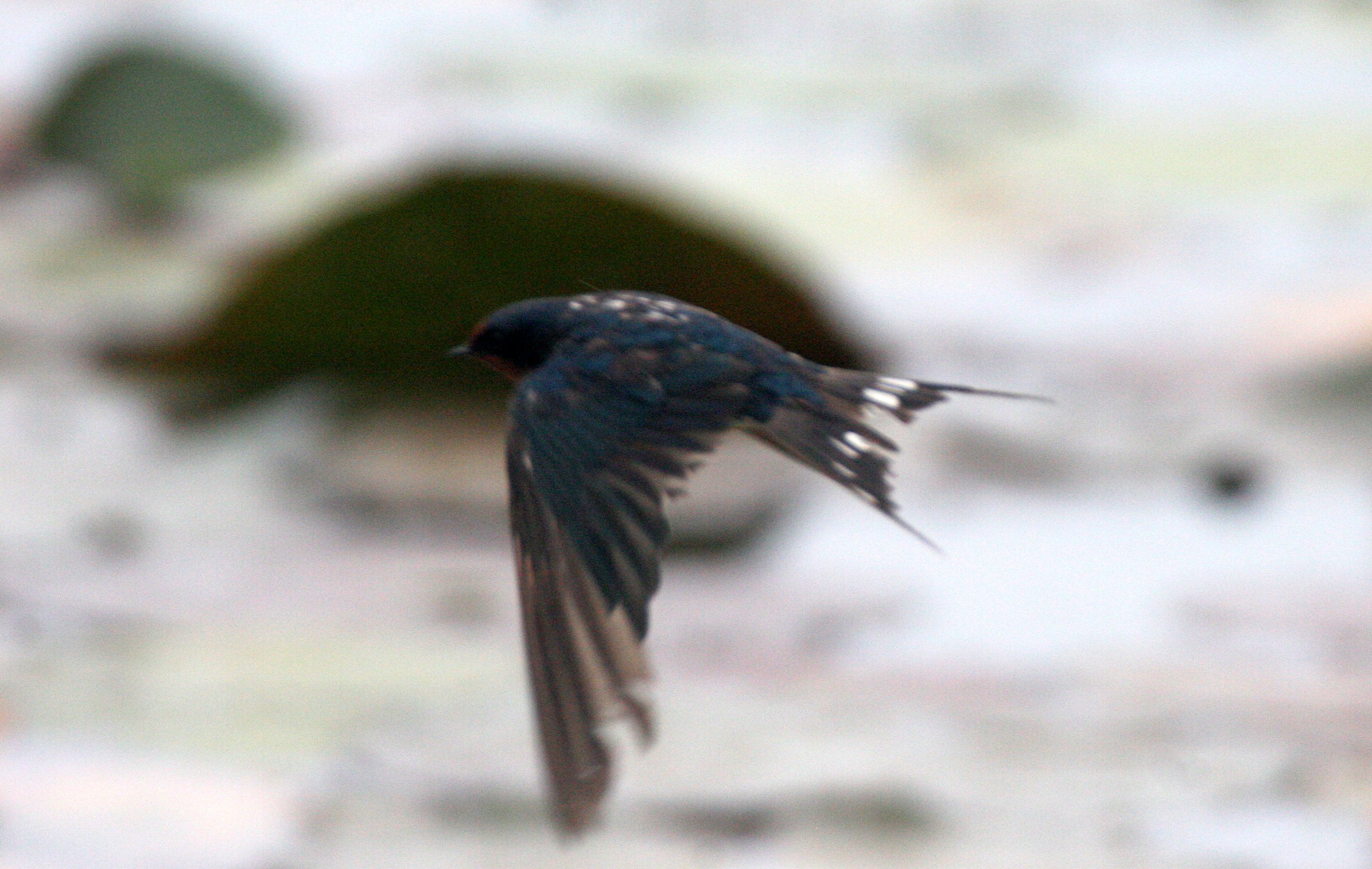Barn Swallow (Hirundo rustica) Bueng Boraphet Wetlands Nakhon Sawan Thailand (39).JPG