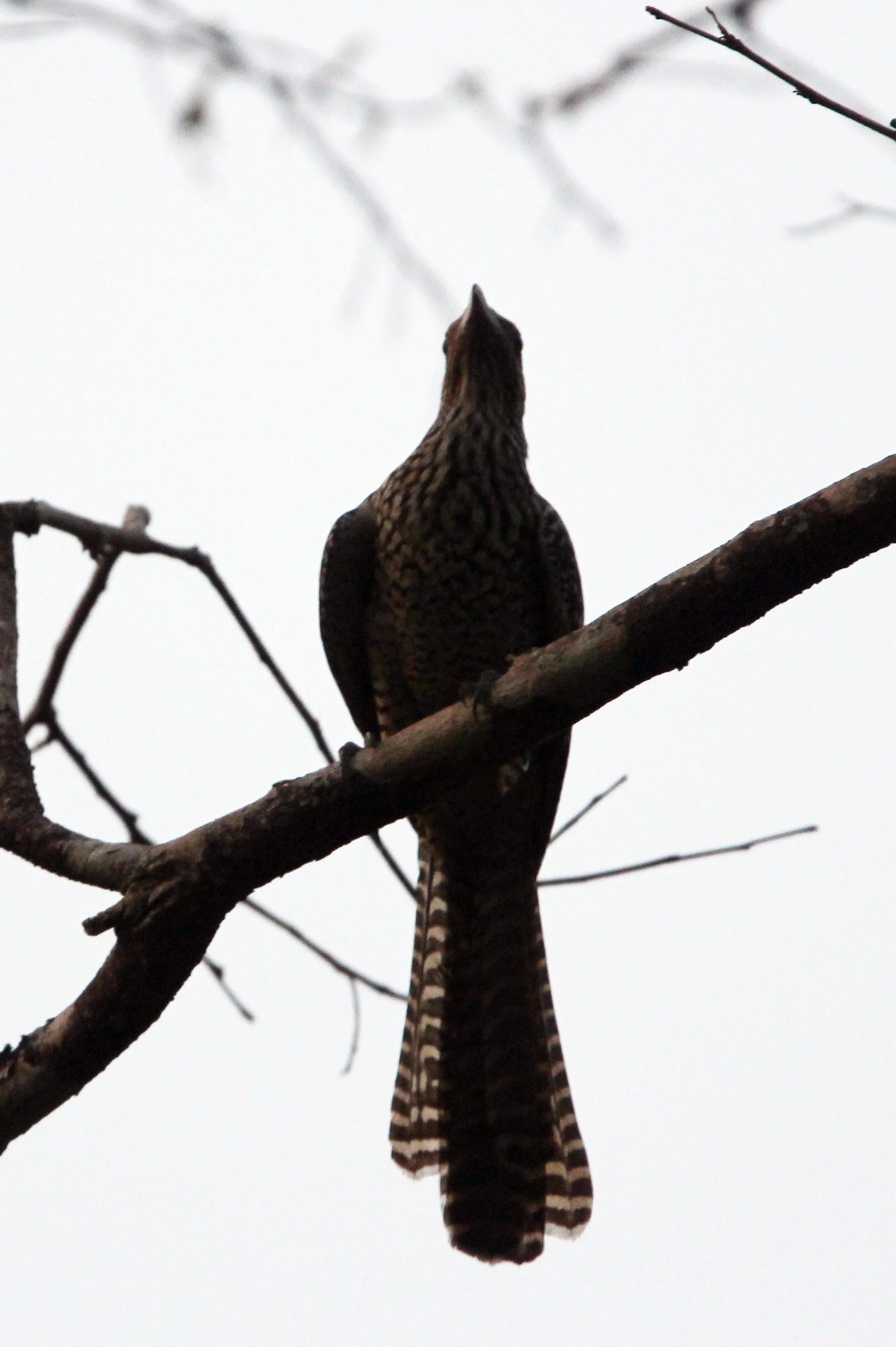 Asian Koel (Eudynamys scolopacea) Khao Ban Dai Huai Kha Khaeng NWR Thailand (2).JPG