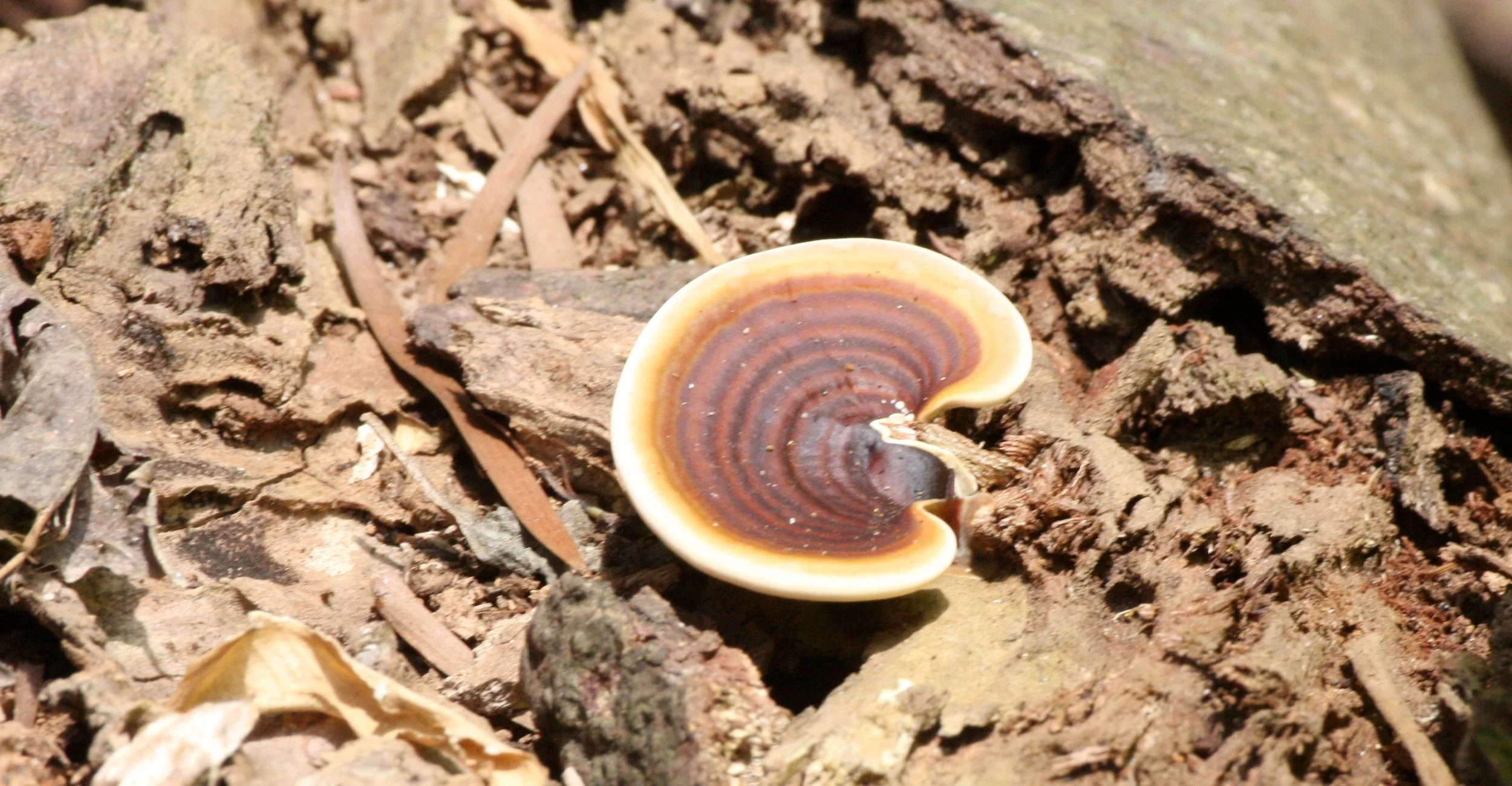 TAIWAN - SUBTROPICAL FOREST.JPG