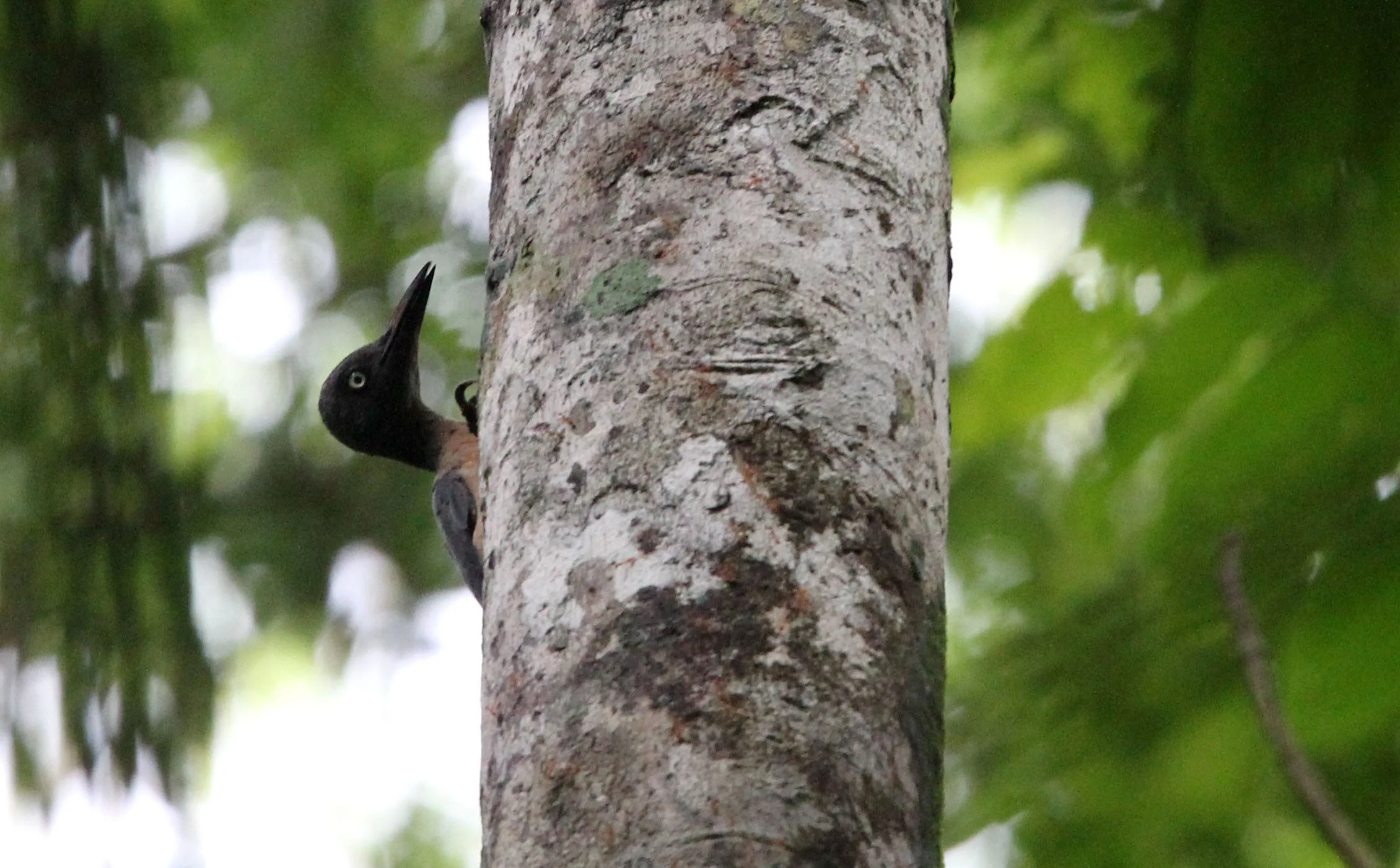 BIRD - WOODPECKER - ASHY WOODPECKER - TANGKOKO NATIONAL PARK SULAWESI INDONESIA.JPG