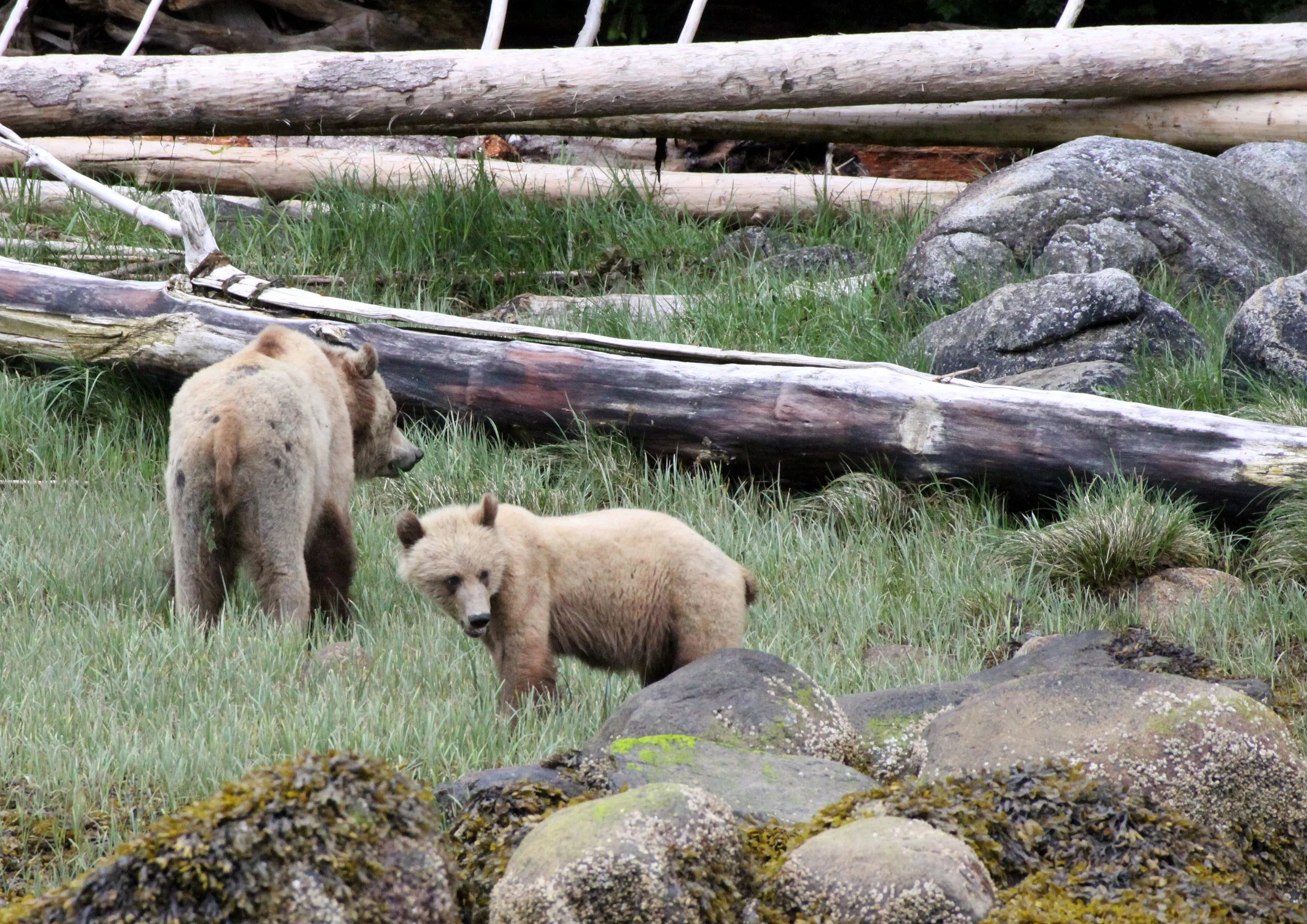 Ursus arctos stikeenensis - STICKEEN'S GRIZZLY BEAR - ROLL AND HER CUB - SOM'S - KNIGHT'S INLET BRITISH COLUMBIA (16).JPG