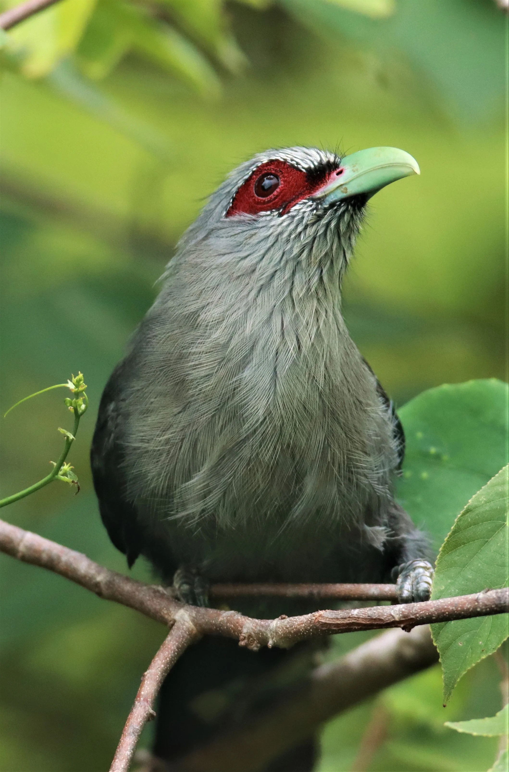 Green-billed Malkoha (Phaenicophaeus tristis) Nong Ya Plong Petchaburi Thailand (4).jpg