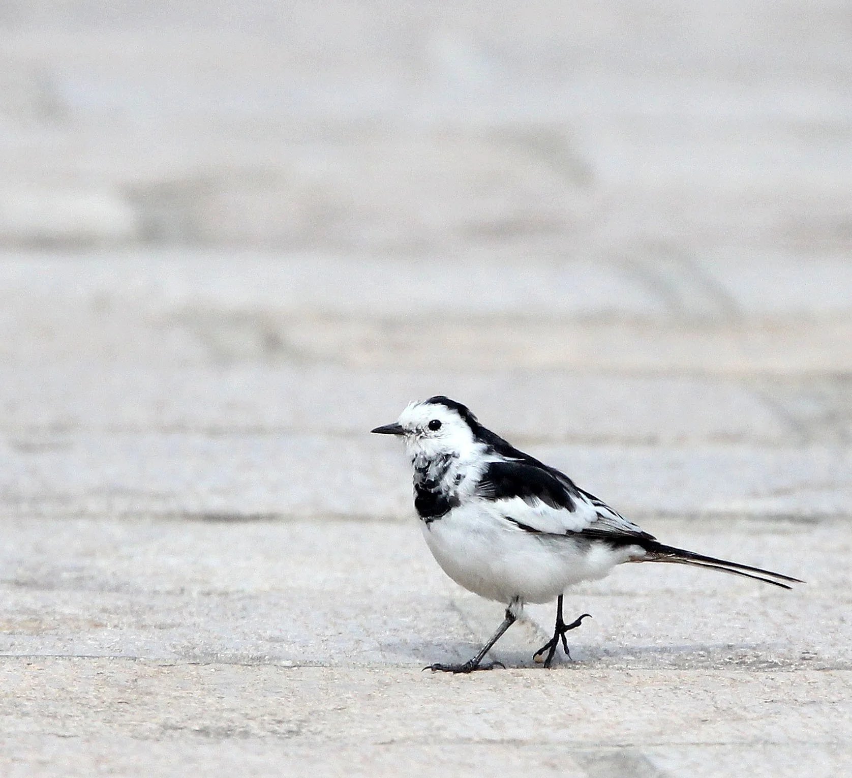 WHITE WAGTAIL - BINJIANG FOREST PARK SHANGHAI (2).JPG