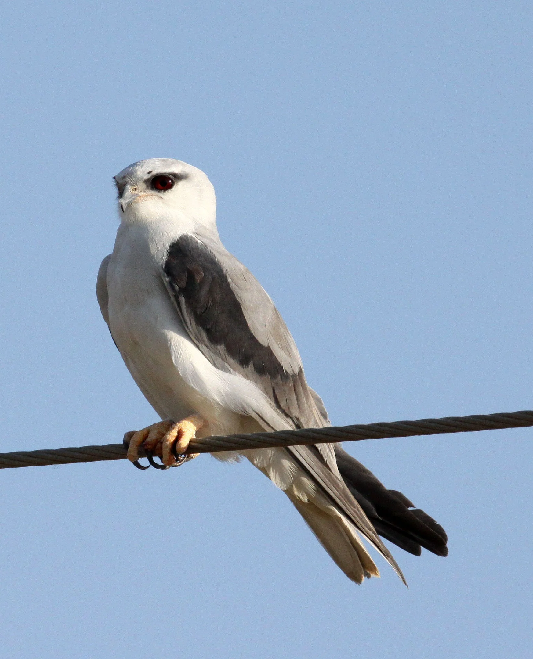 Elanus caeruleus vociferus - BLACK-SHOULDERED KITE - LITTLE RANN OF KUTCH GUJARAT INDIA (12).JPG