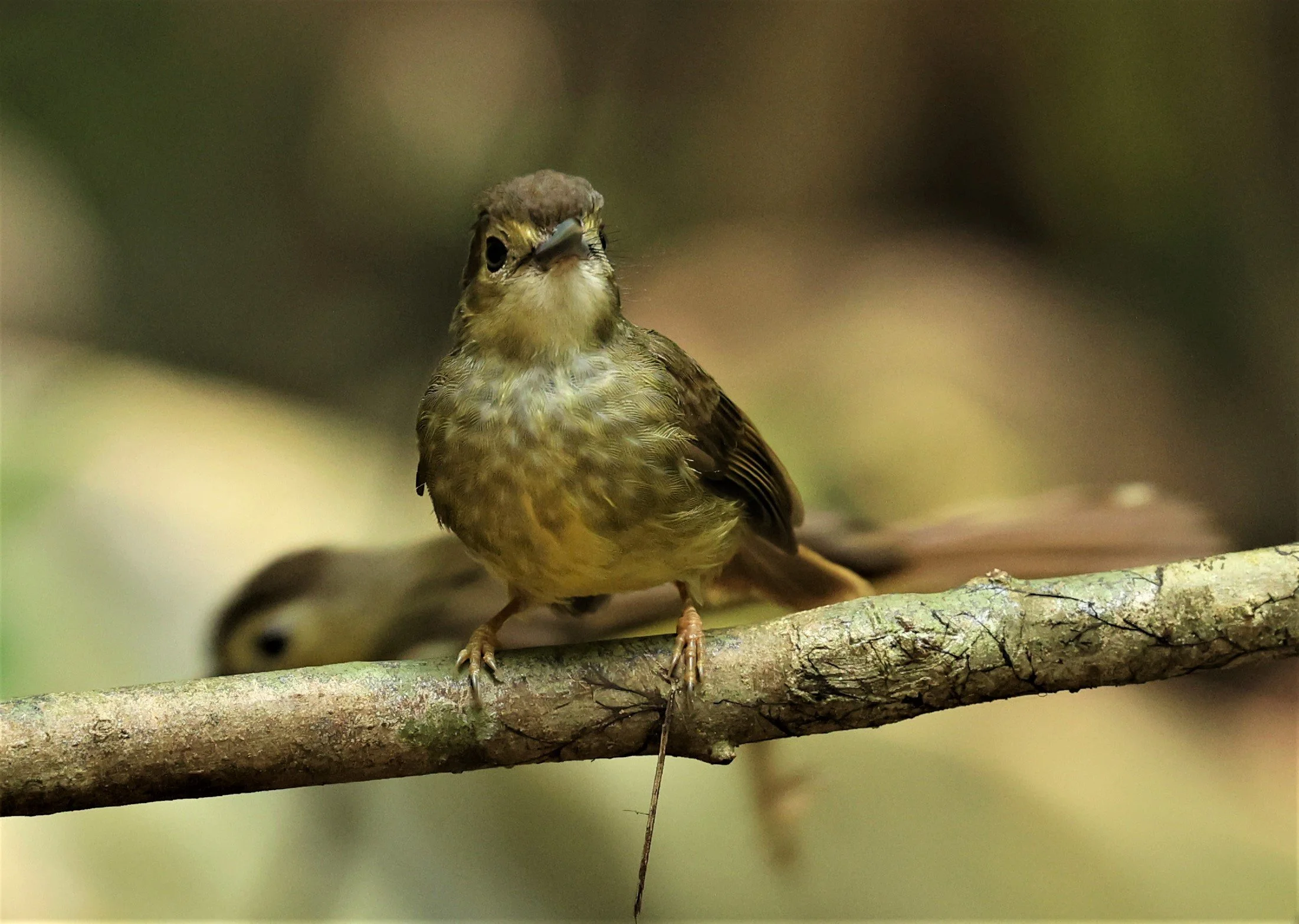 BULBUL - HAIRY-BACKED BULBUL - Tricholestes criniger - KRUNG CHING, KHAO LUANG NP NST, APRIL 2022 (33).jpg