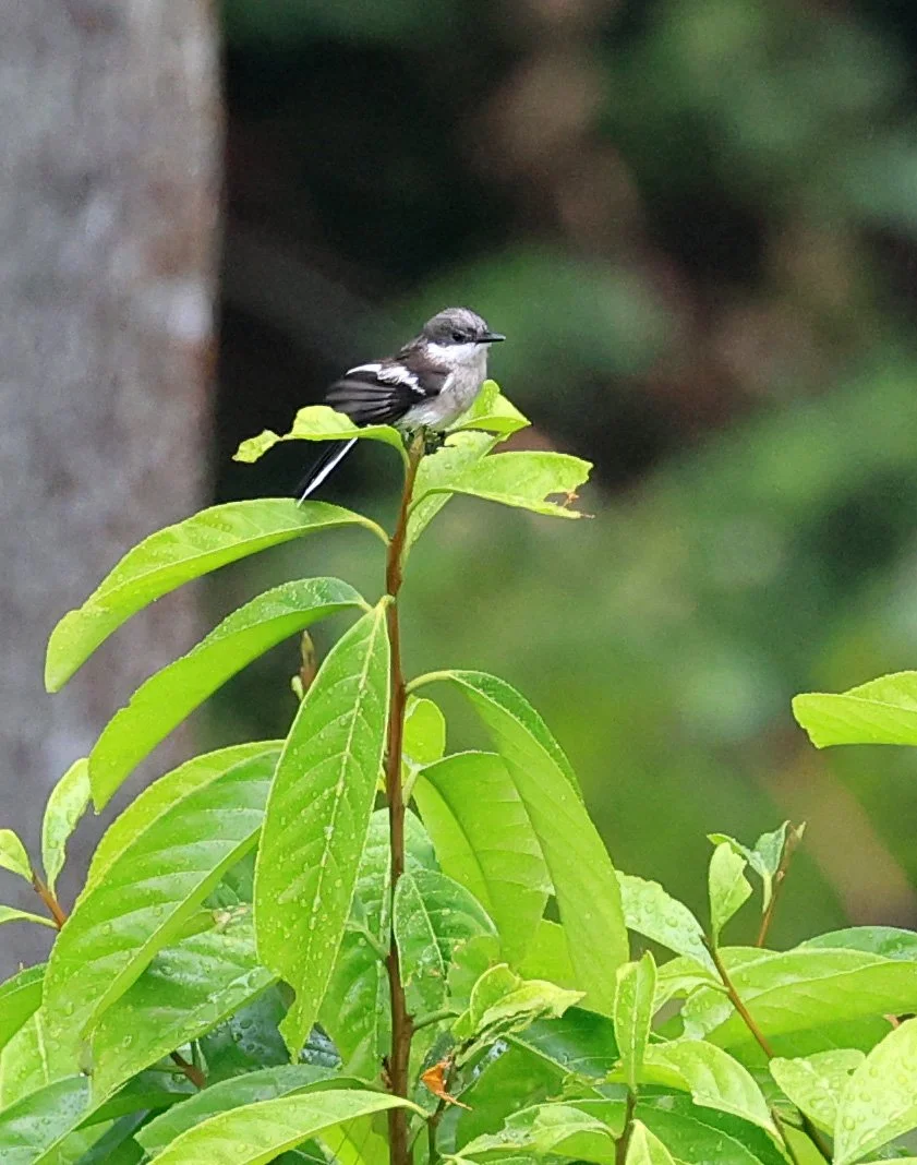 Bar-winged Flycatcher-shrike (Hemipus picatus) Khao Yai National Park Feb 2026 Day 2 (3).jpg