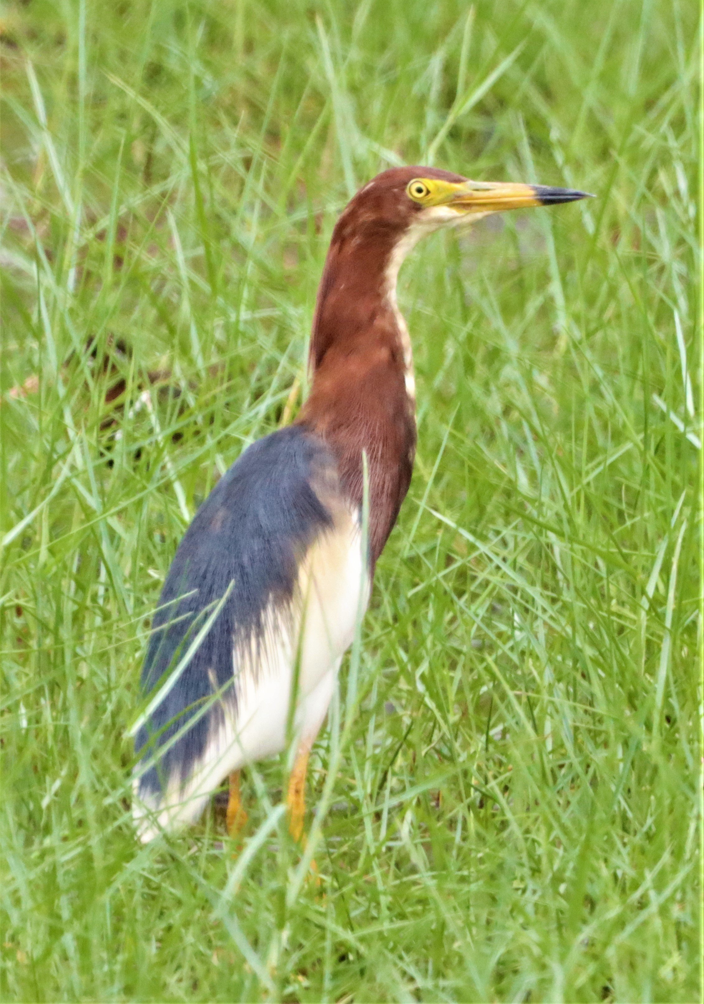 Chinese Pond Heron