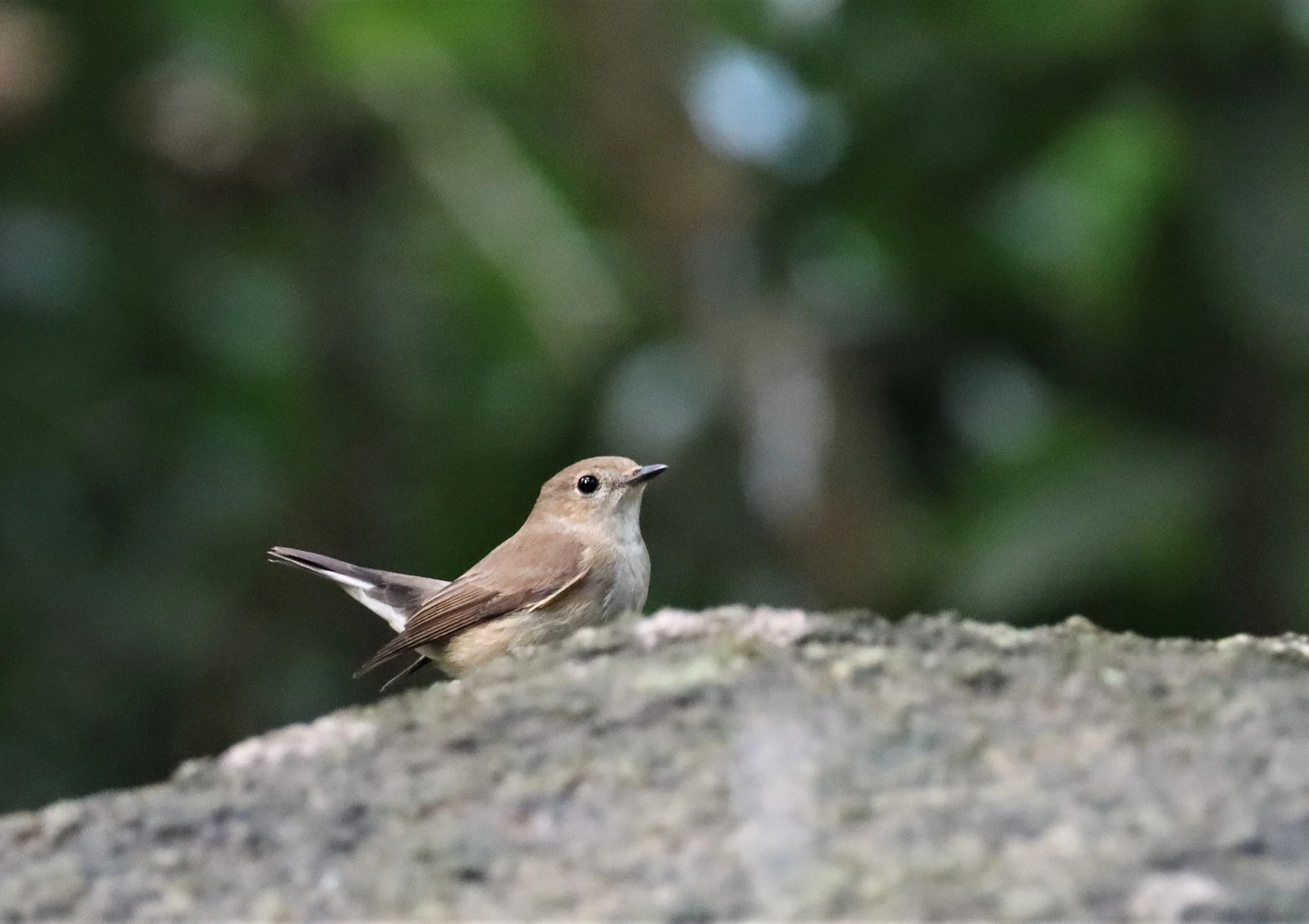 FLYCATCHER - Taiga Flycatcher - Ficedula albicilla - WAT THAM PRATHUN CHONBURI (77).JPG