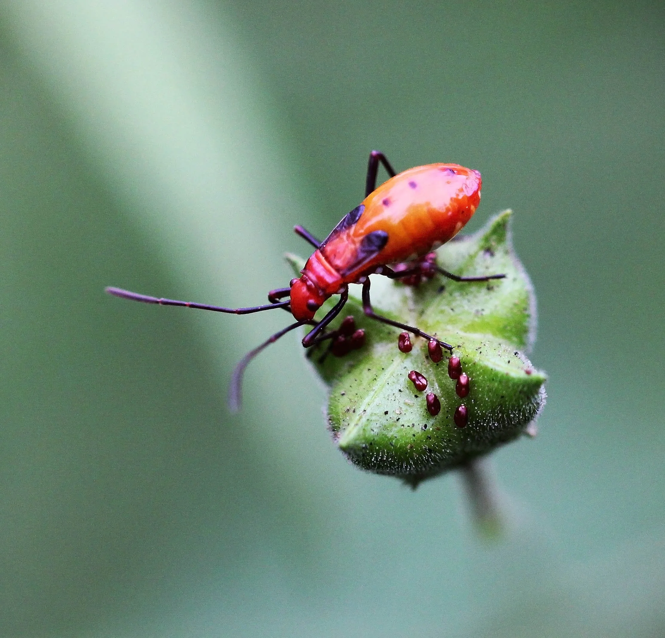 Dysdercus cingulatus - Sigiriya Forest, Sri Lanka (11).JPG
