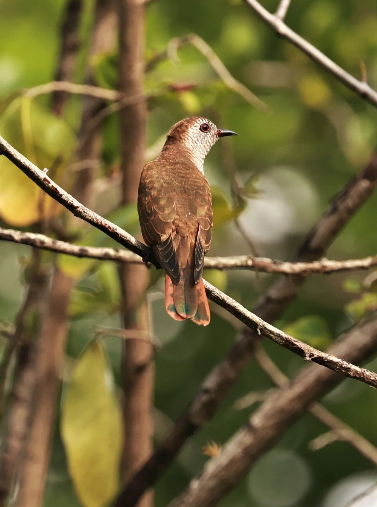 Violet Cuckoo (Chrysococcyx xanthorhynchus) Rama IX Park Bangkok (72).jpg