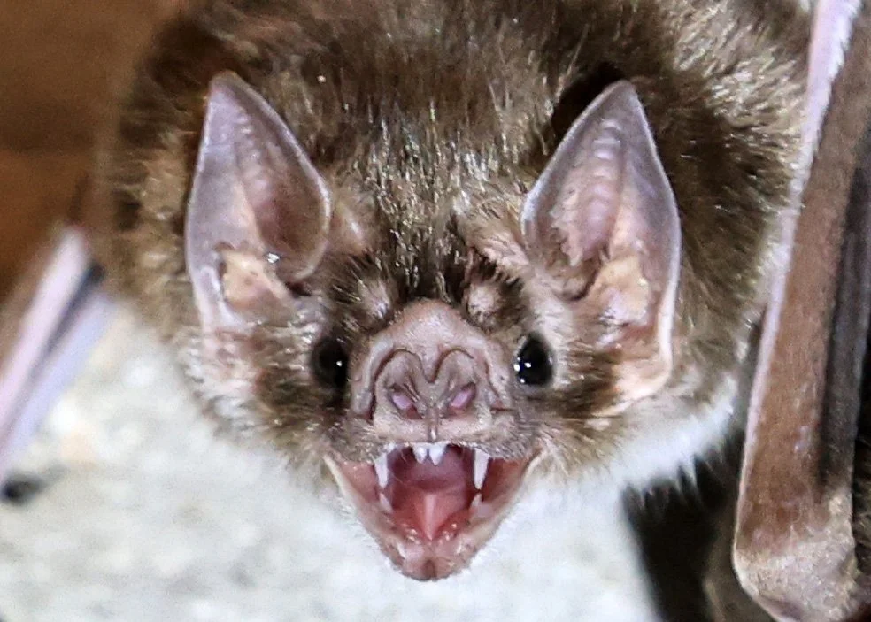 Common Vampire Bat (Desmodus rotundus) Abandoned house on road between Pozo Colorado & Asuncion 